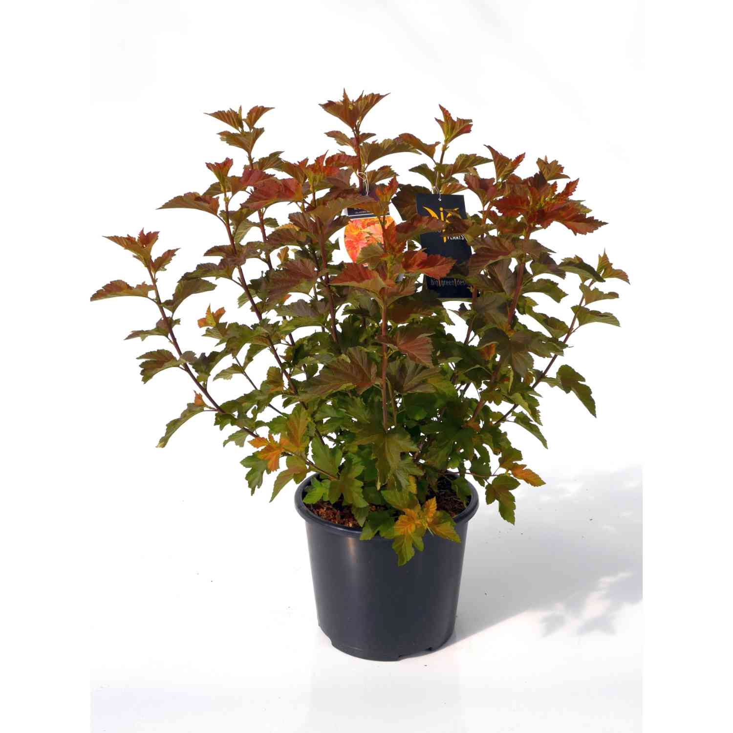 Blasenspiere 'Amber Jubilee®'
