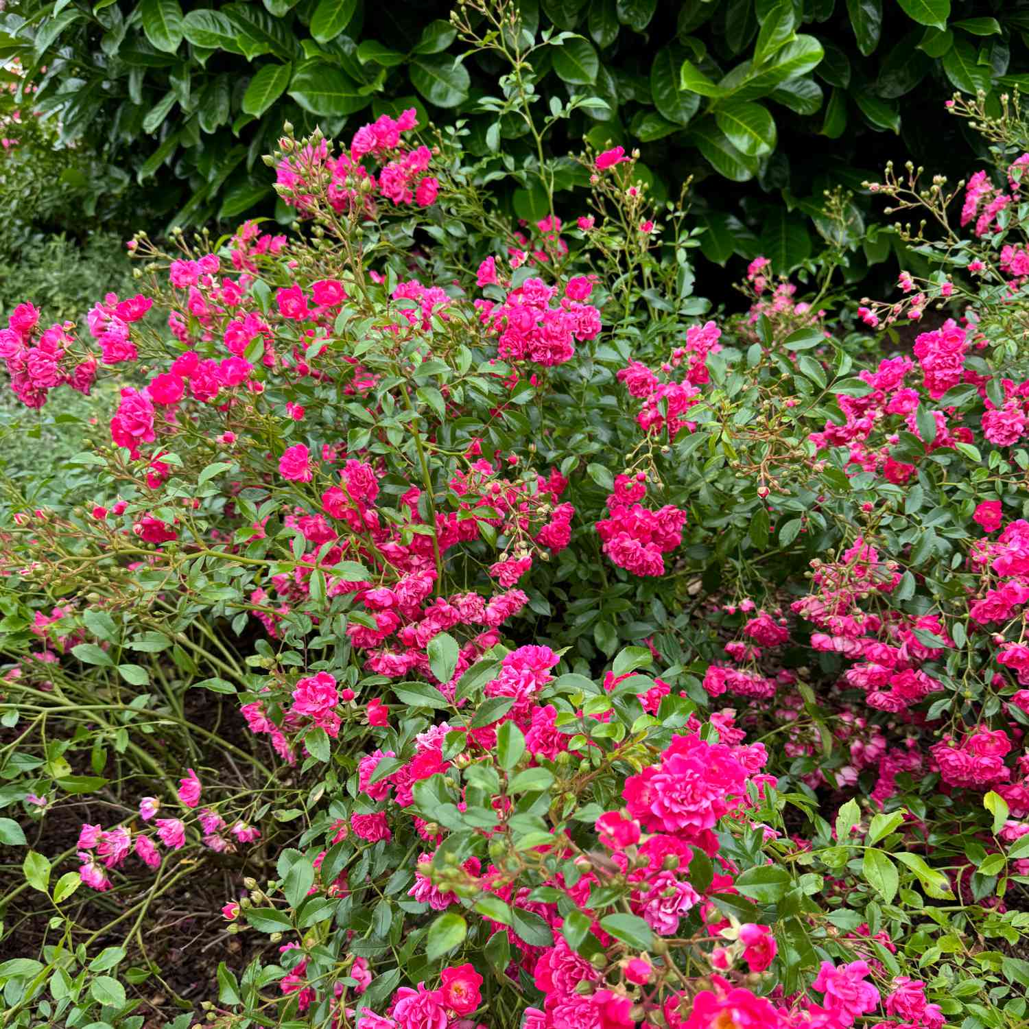 Bodendeckerrose 'Gärtnerfreude®' - ADR-Rose