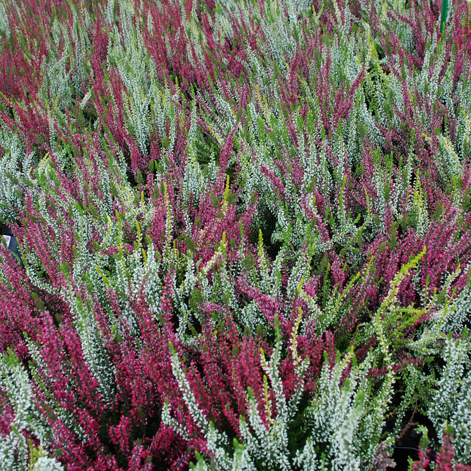 Bodendecker - Sommerheide 'Trio Girls' - dreifarbiger Knospenheide Lieferform: Im Topf - Calluna 'Trio Girls'