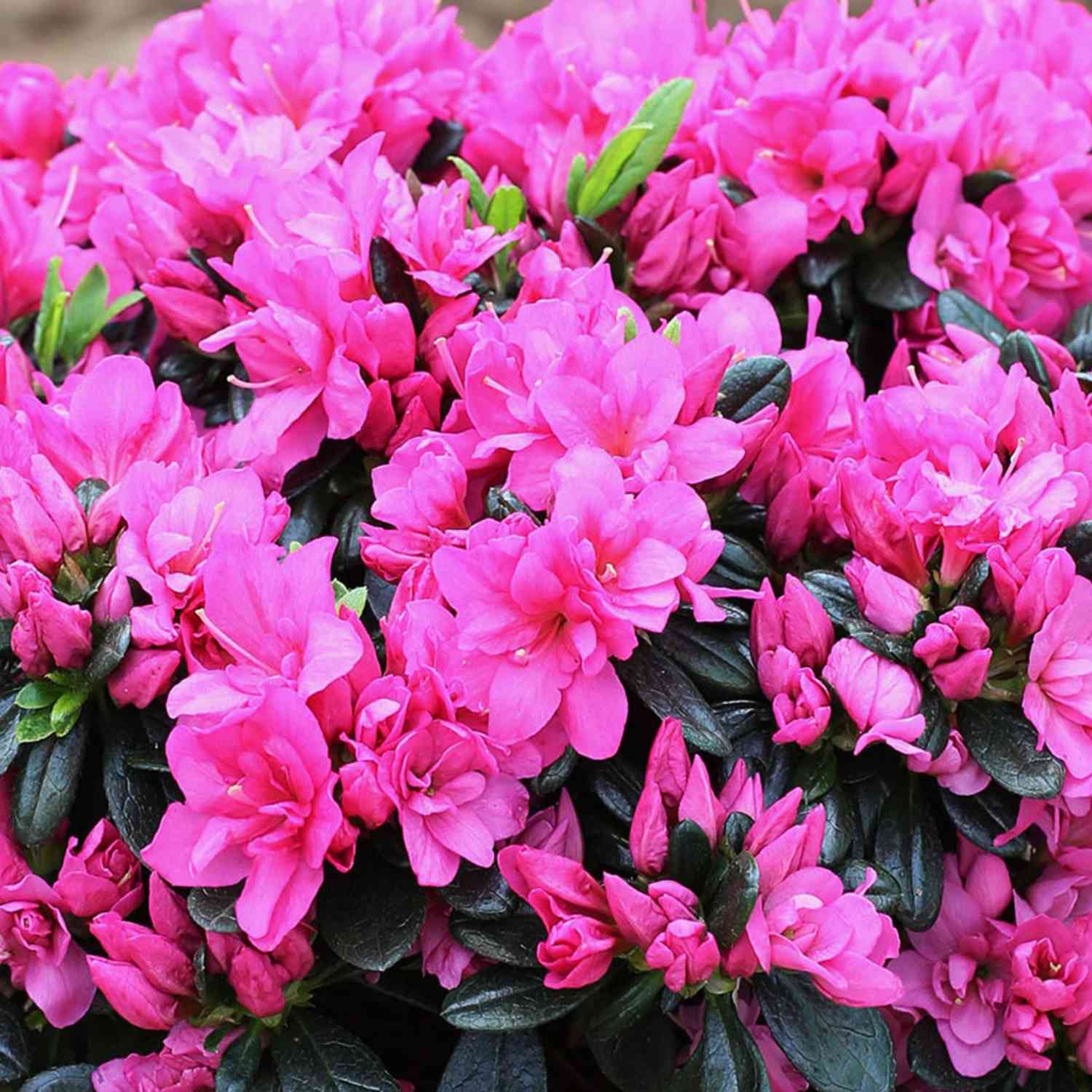 Japanische Azalee 'Melina'