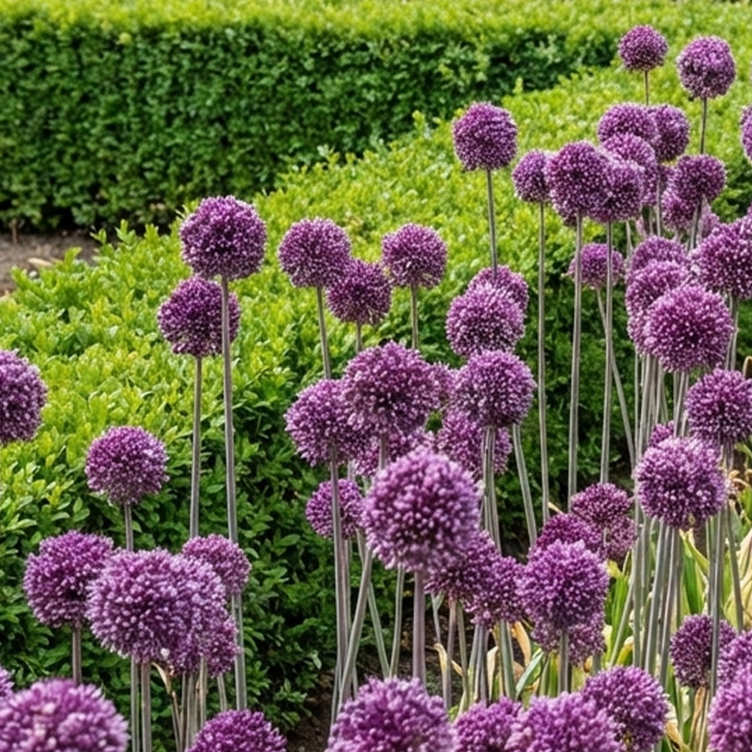 Kategorie <b>Produkt ohne Kategoriezuordnung </b> - Allium 'Summer Drummer' - 2 Stück Liefergröße: Zwiebelgröße 12/+ - Allium 'Summer Drummer'