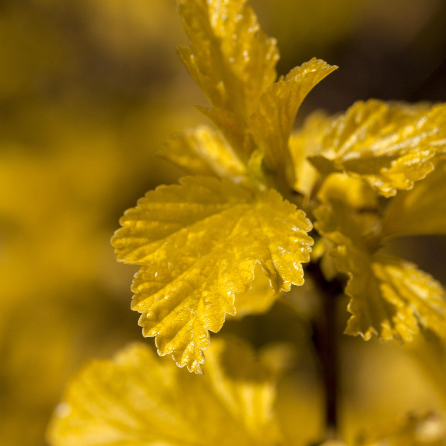 Blasenspiere 'Dart's Gold'