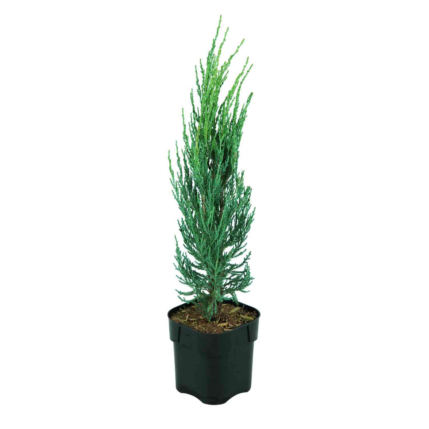 Bodenwacholder 'Loderi'