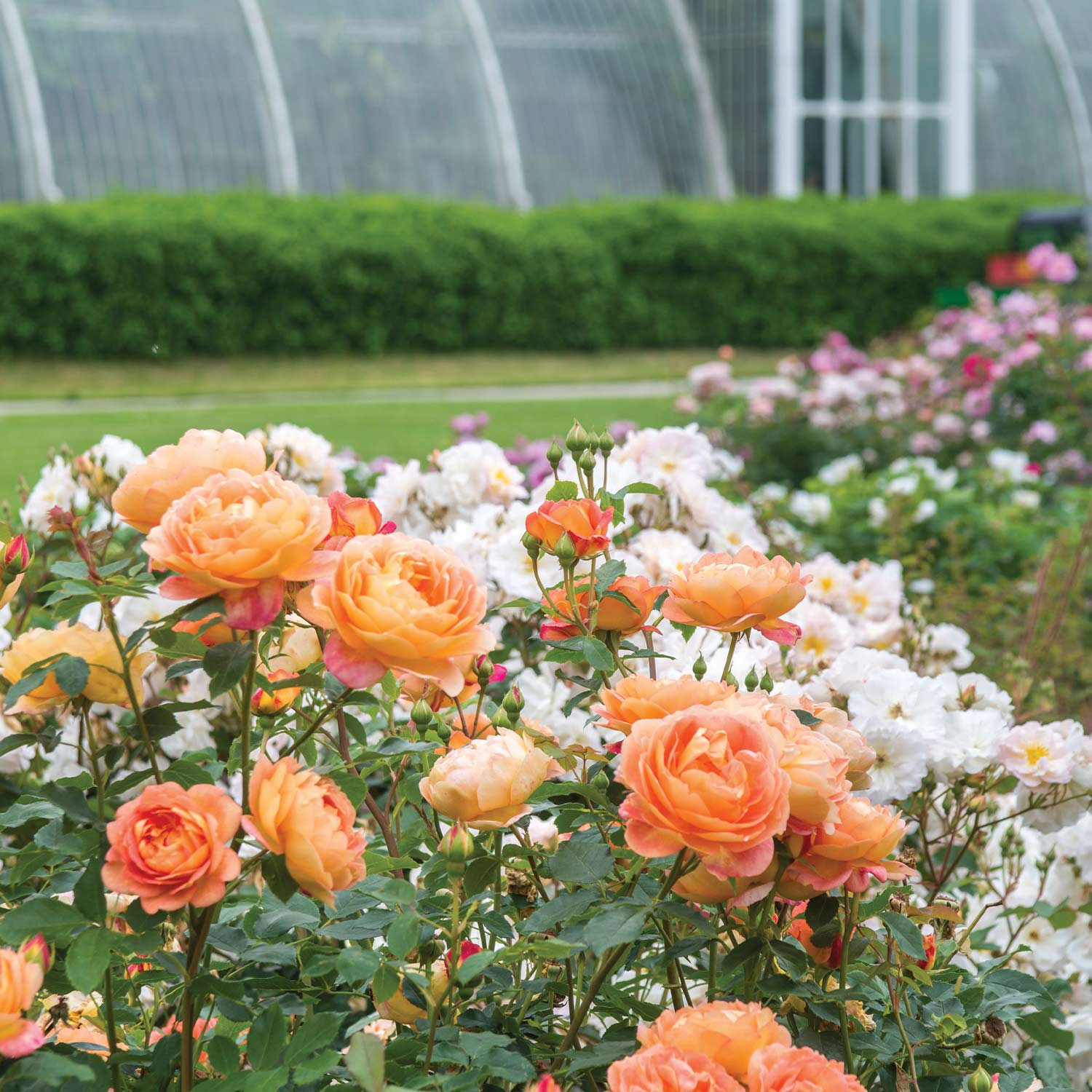 David Austin-Rose 'Lady of Shalott®' - AGM-Rose, Wurzelnackte Pflanze, A-Qualität, 3 starke Triebe Lieferform: wurzelnackte Pflanze in A-Qualität, mindestens 3 Triebe