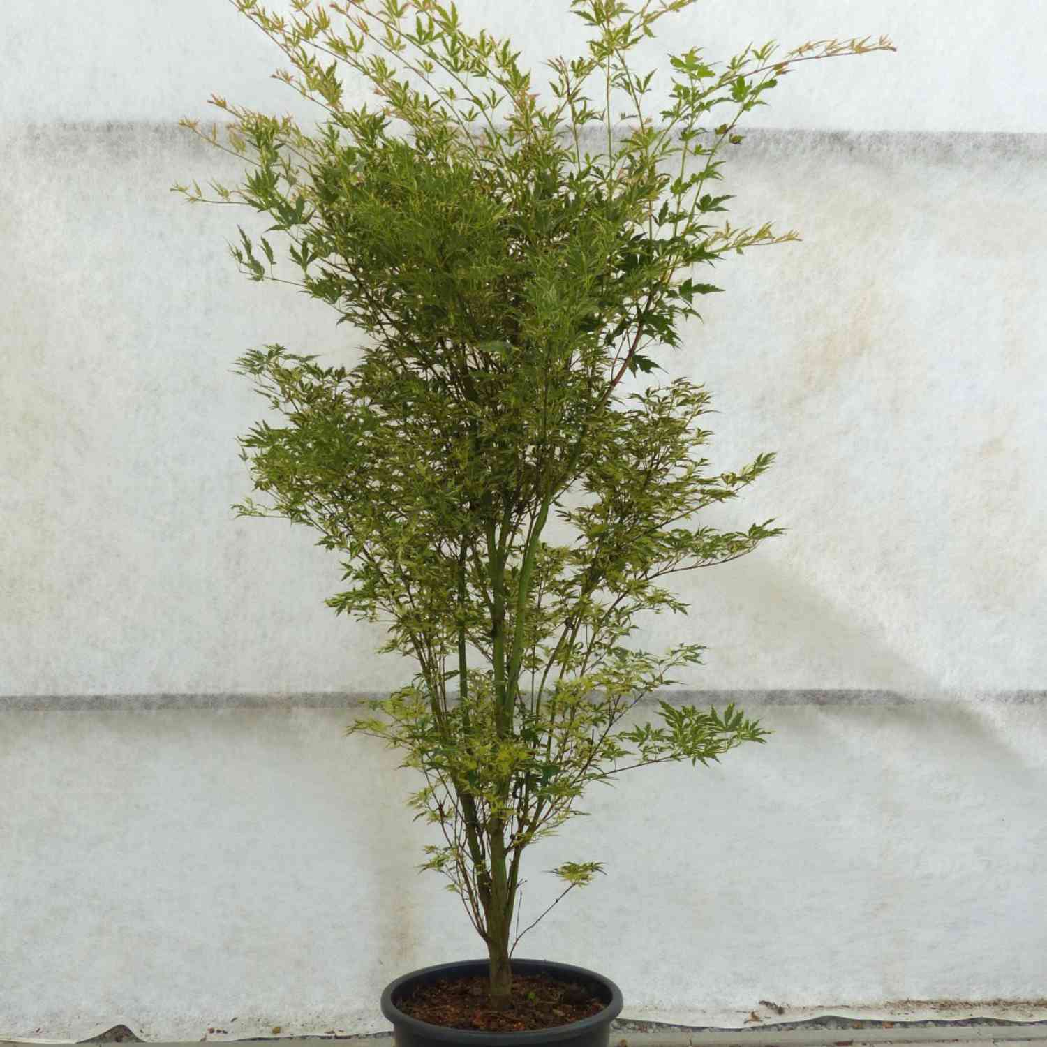 Fächerahorn 'Firecracker'