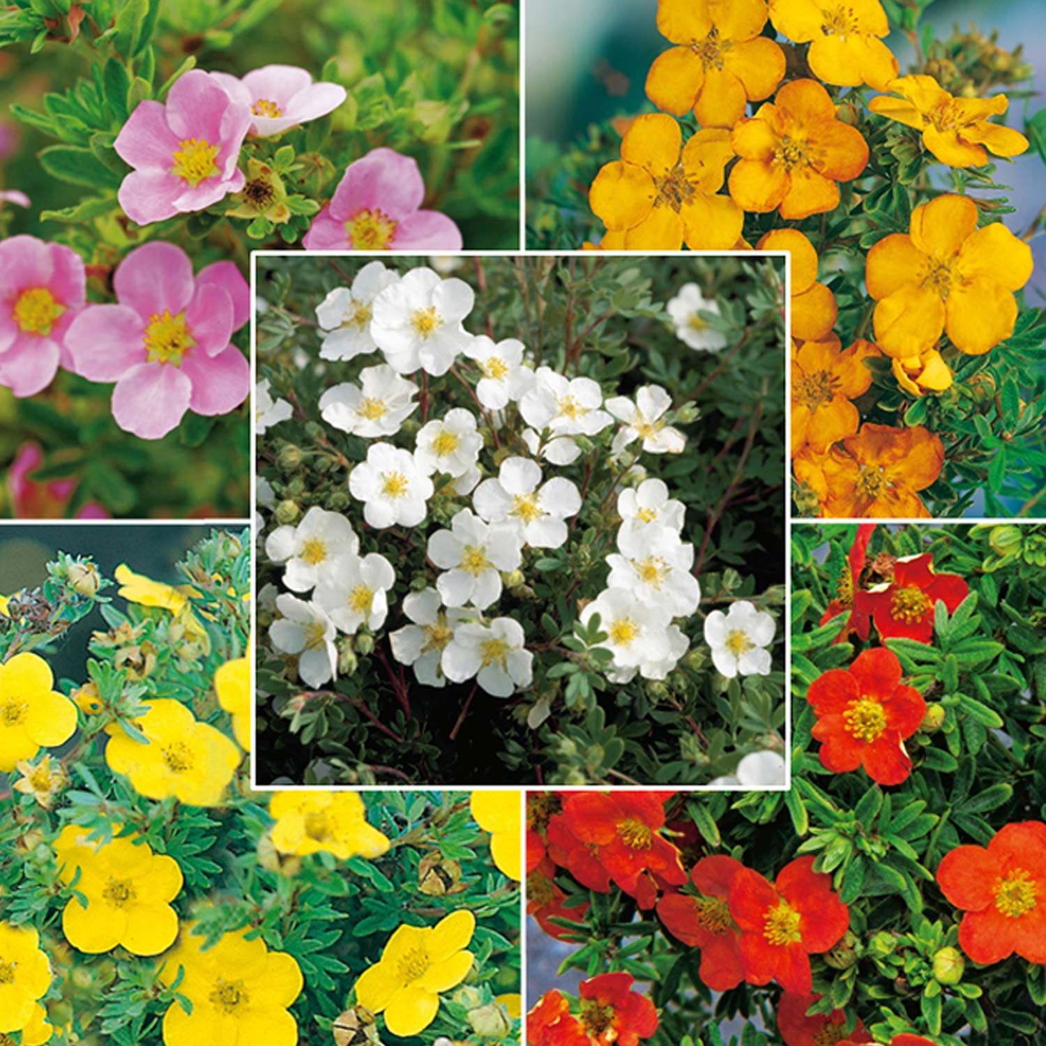 Potentilla Mix - 5 Pflanzen, 1 Liter, 20 - 30 cm Liefergröße: | 5 Stück | 20 - 30 cm