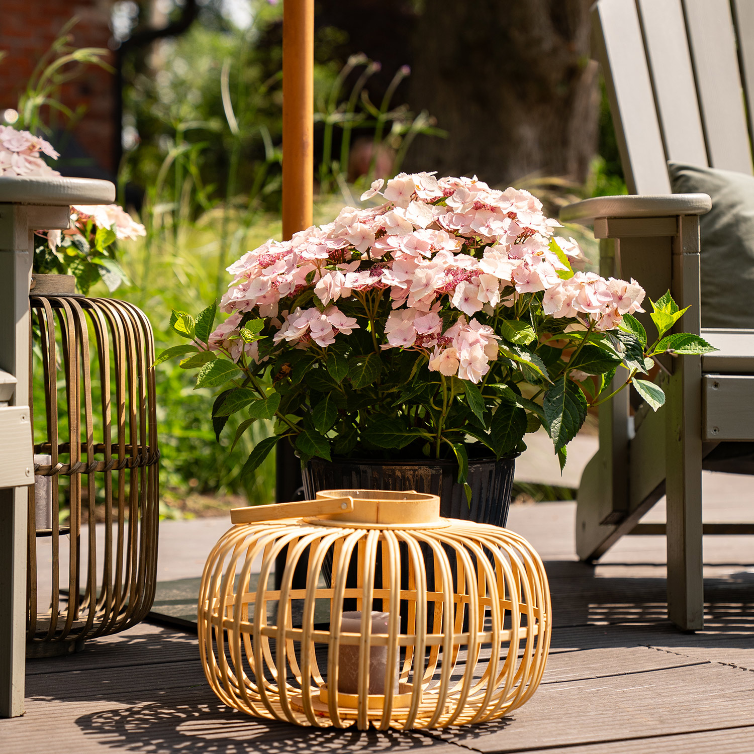 Hortensie 'Bloombuster® Weiß'