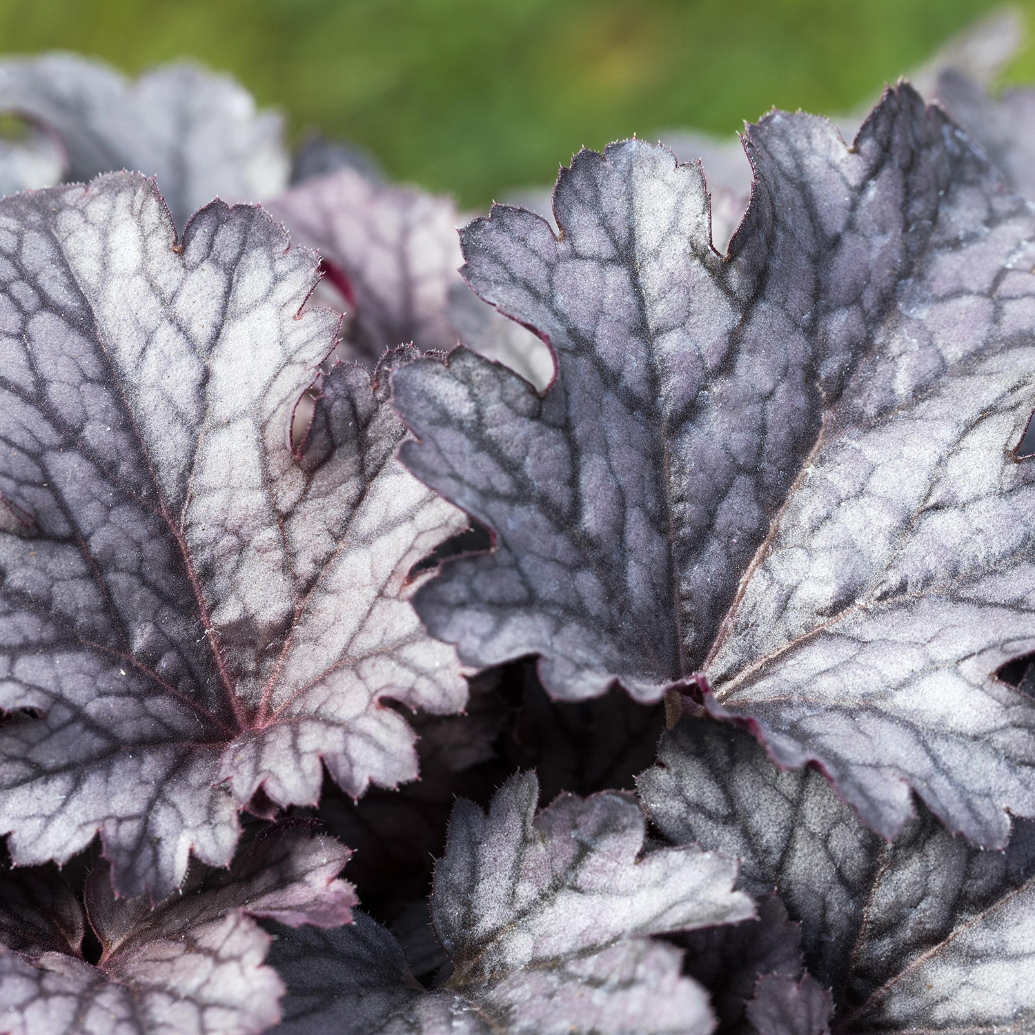 Purpurglöckchen 'Plum Pudding' Lieferform: Im 0,5 Liter Topf