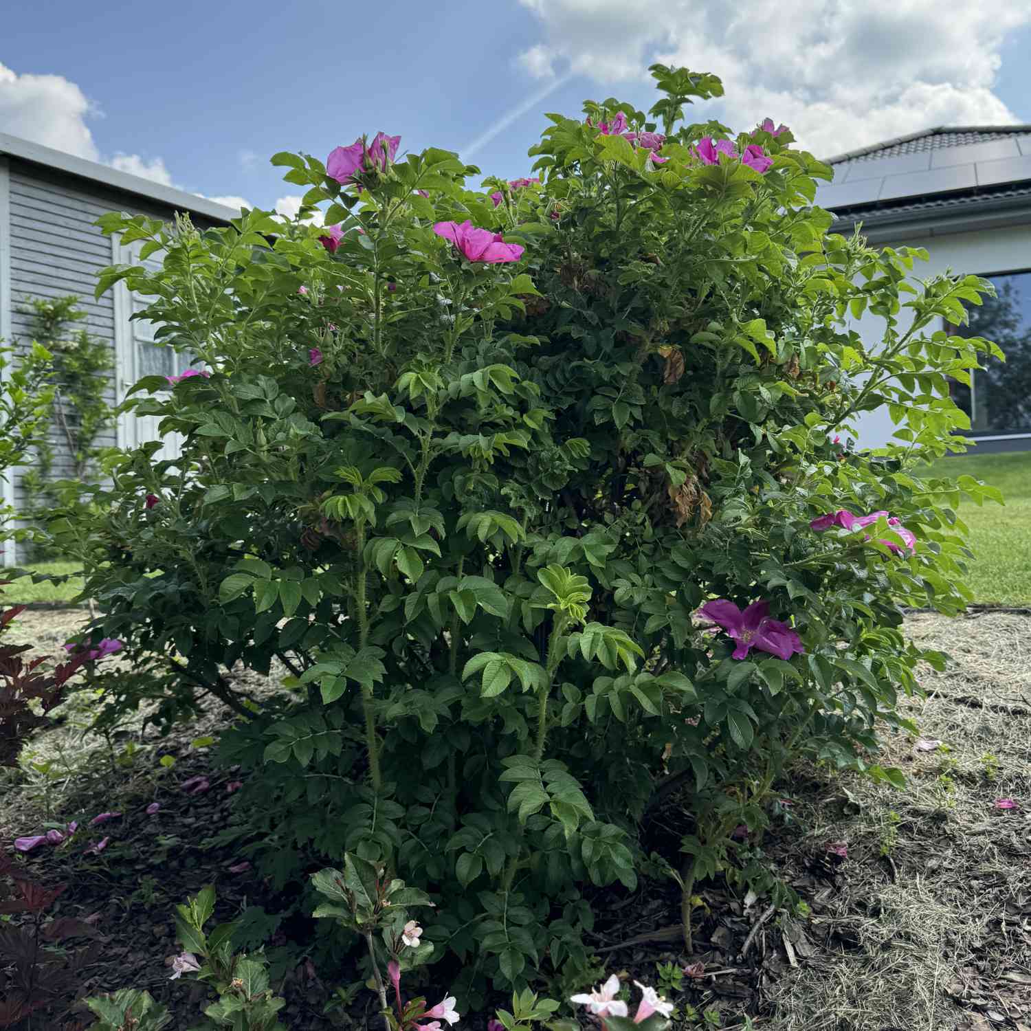Hagebutte / Syltrose / Apfelrose