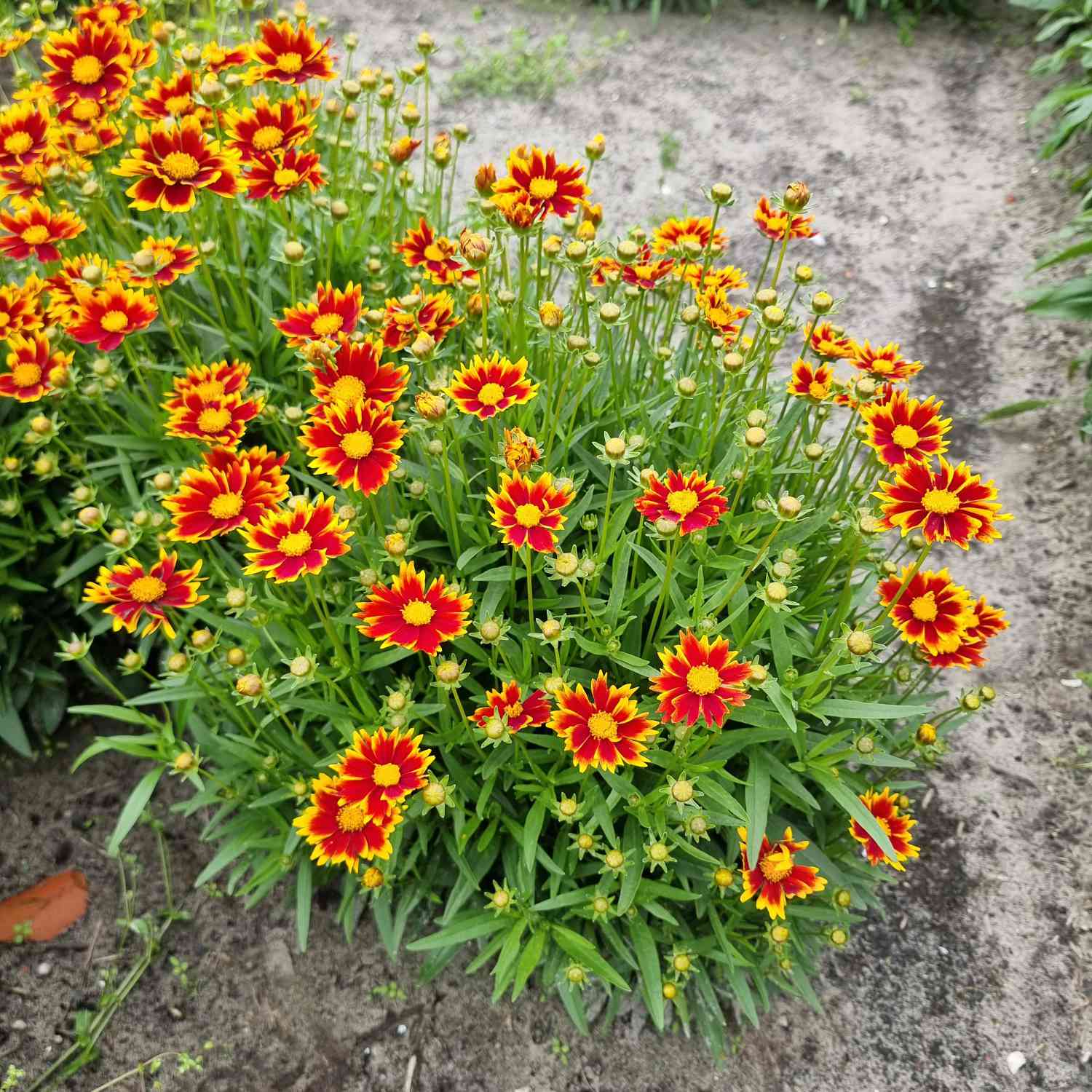 Großblumiges Mädchenauge 'Solar Jewel'