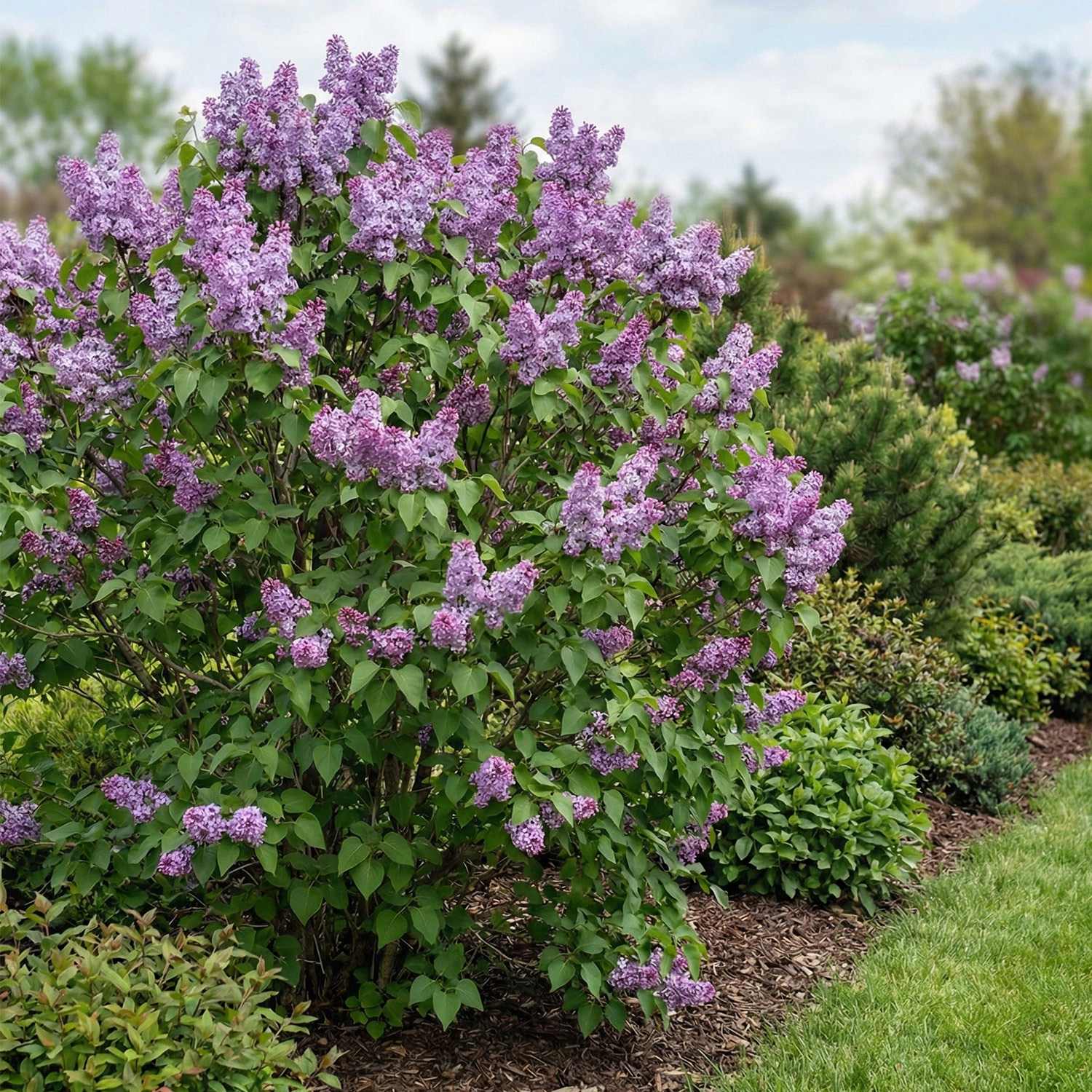 Kategorie <b>Blütensträucher und Ziergehölze </b> - Hyazinthen-Flieder 'Scentara® Double Blue' Liefergröße: 60 - 80 cm - Syringa hyacinthiflora 'Scentara Double Blue'