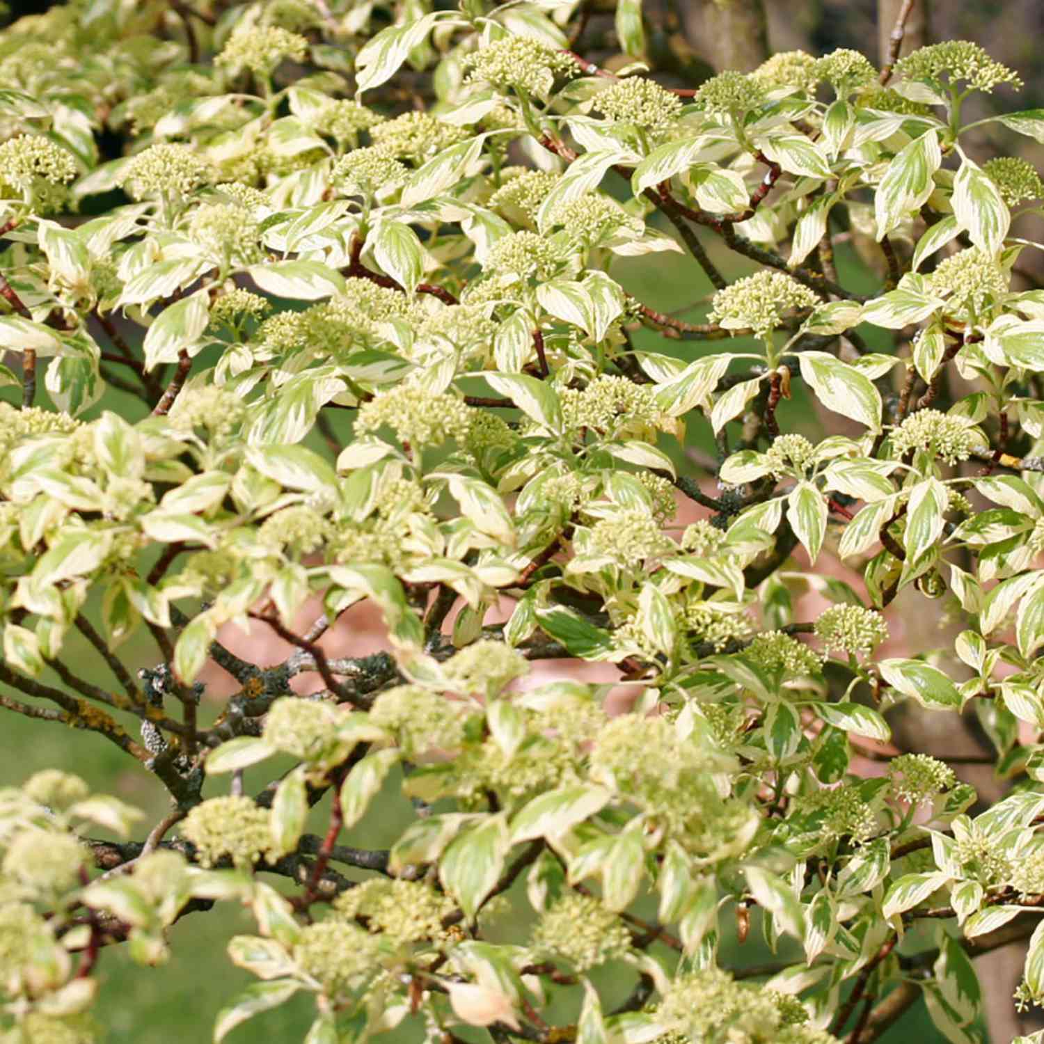 Hoher Weißbunter Pagoden- Hartriegel 'Variegata'