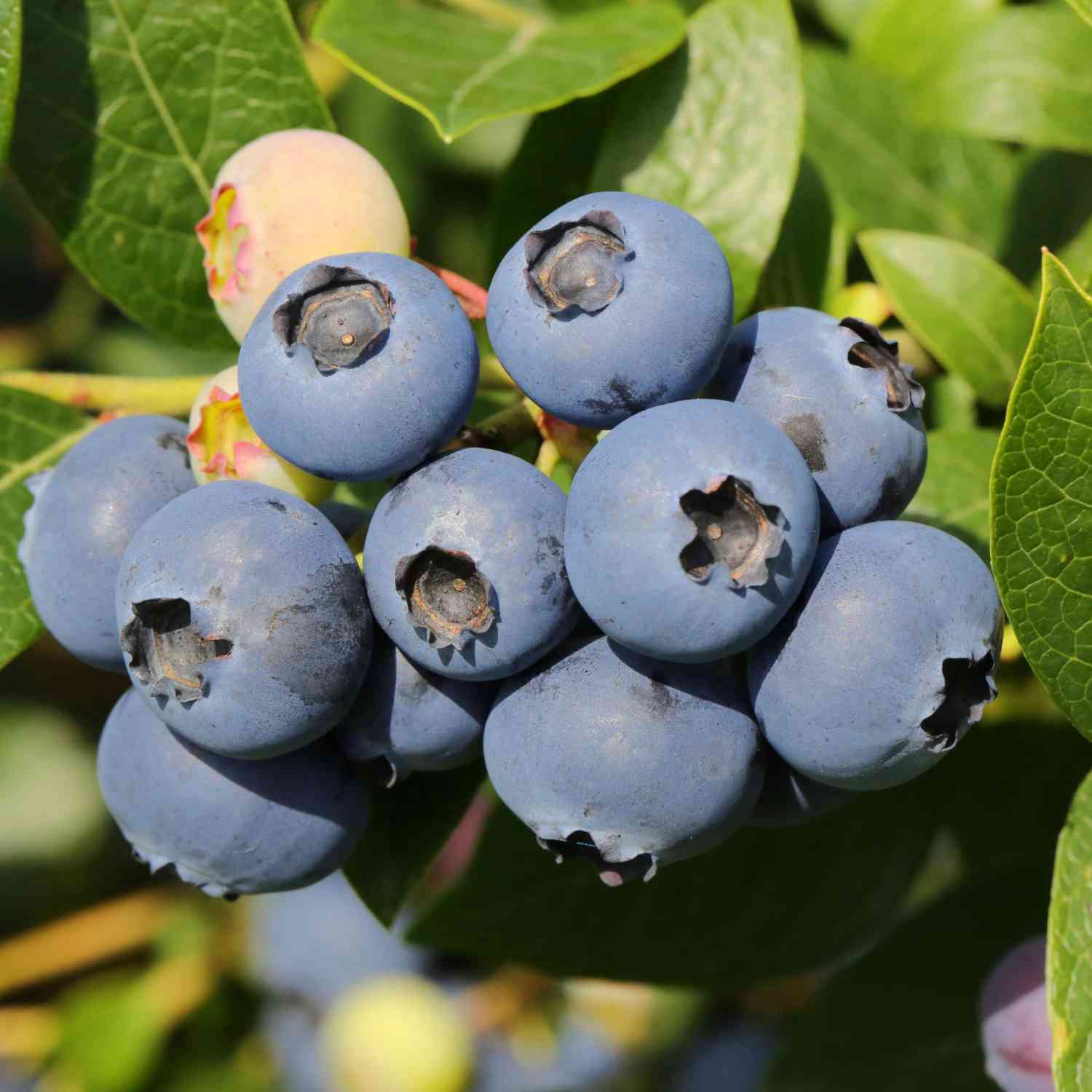 Heidelbeere 'Bluejay'