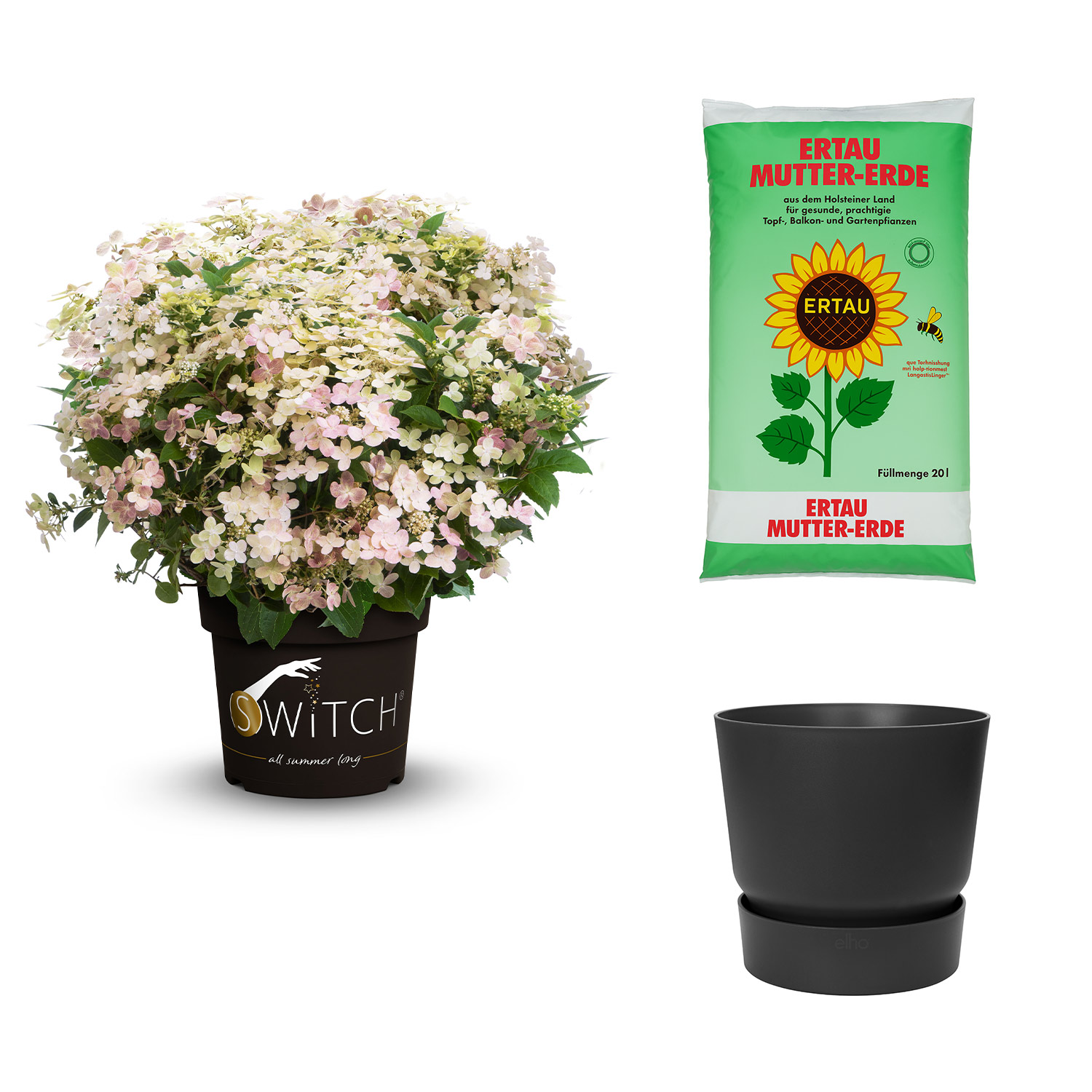Kategorie <b>Produkt ohne Kategoriezuordnung </b> - Mini-Rispenhortensie 'Switch® Ophelia' mit Topf schwarz mit Gartenerde 20 Liter Liefergröße: , 1 Rispenhortensie & 1 Pflanzkübel - Hydrange paniculata 'Switch Ophelia' mit Pflanzkübel