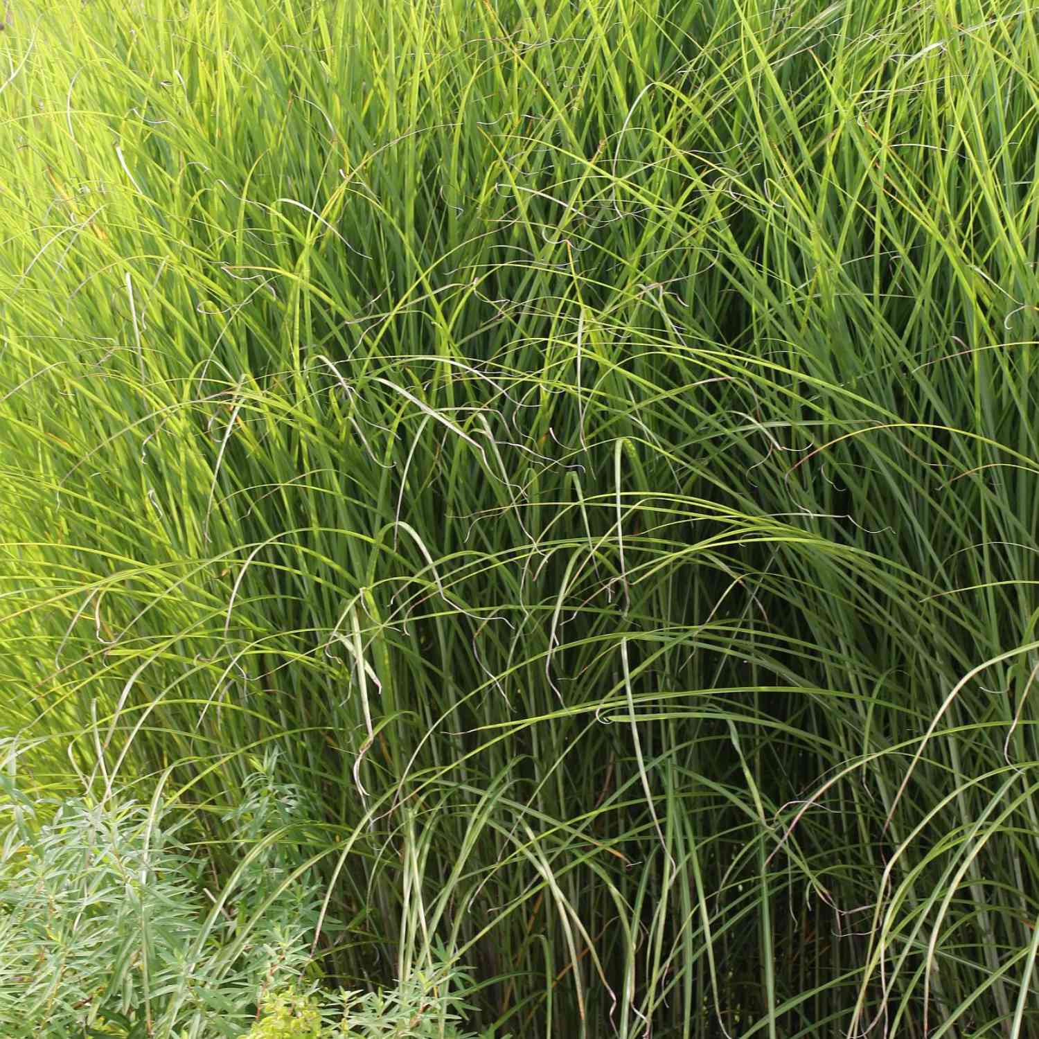 Chinaschilf 'Gracillimus'
