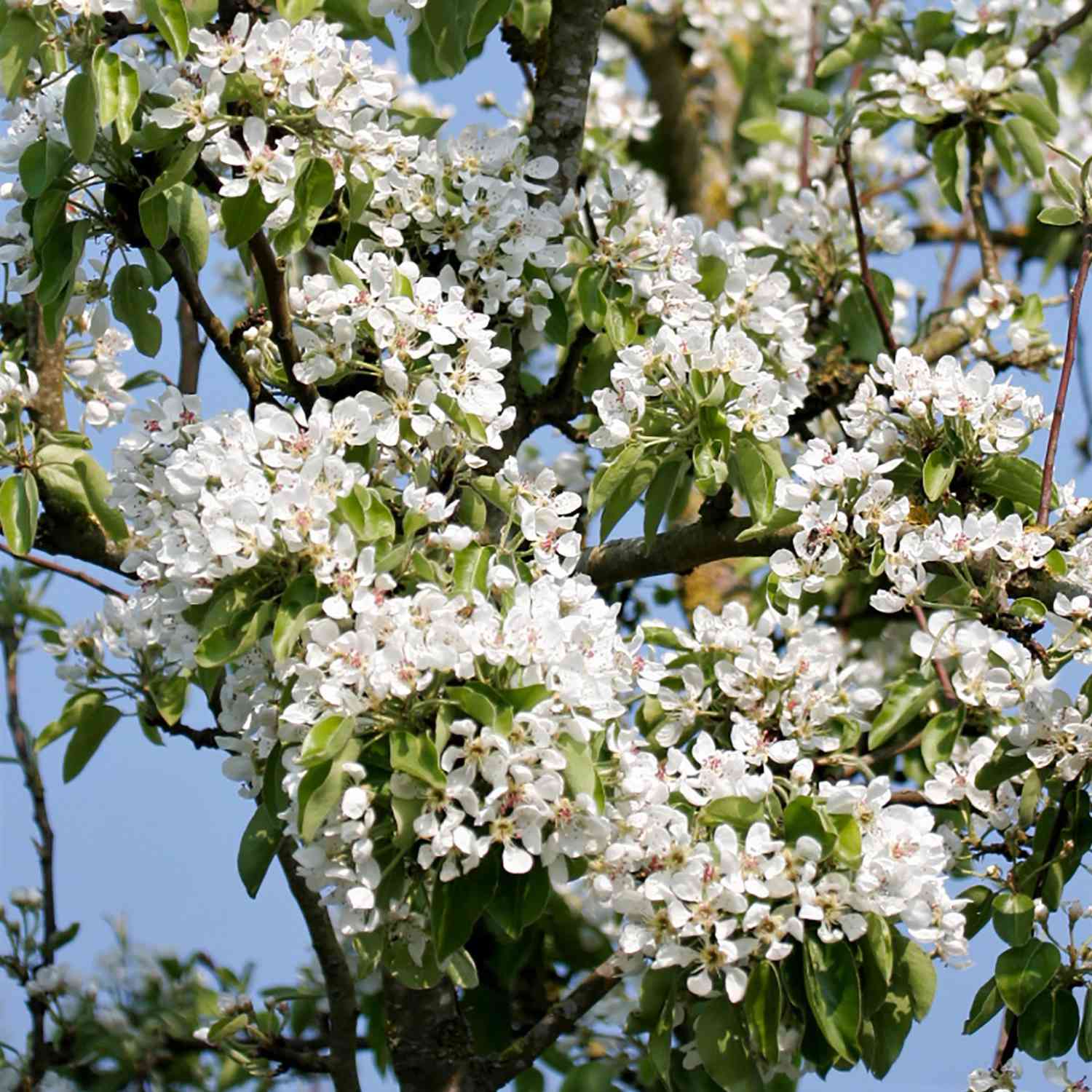 Säulenbirne 'Decora'