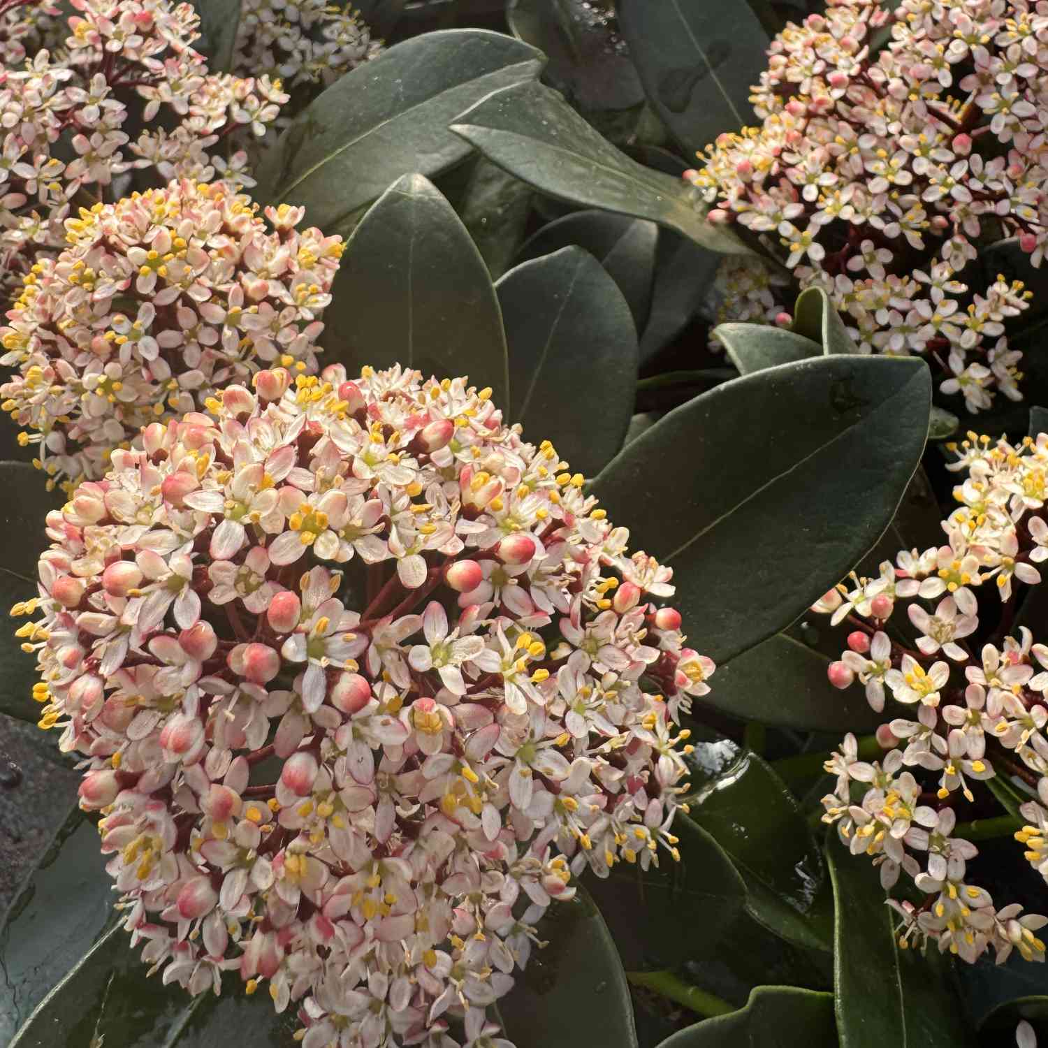 Blütenskimmie 'Rubella'