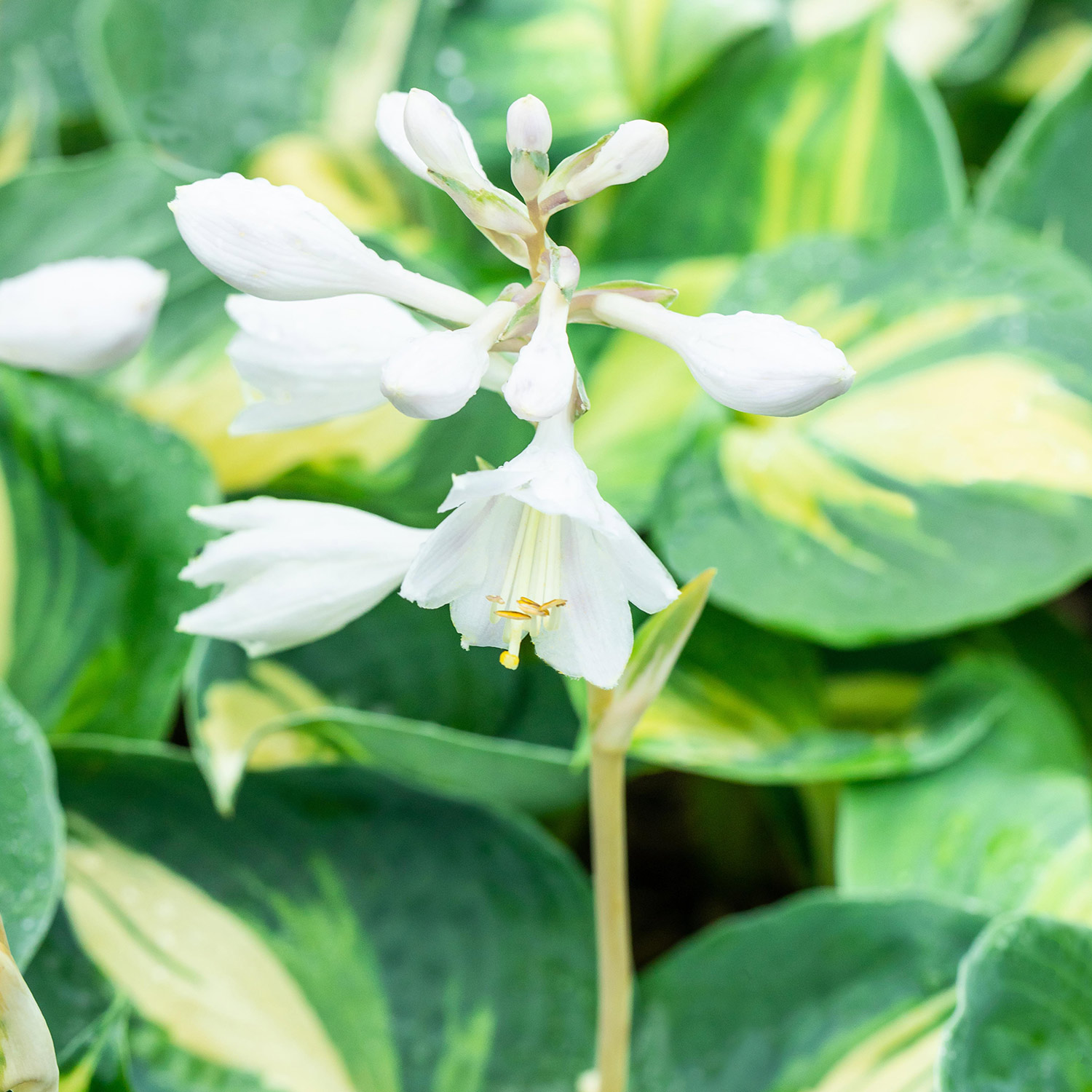 Kategorie <b>Produkt nicht gewünscht </b> - Weißfleck-Funkie 'Dream Queen' Lieferform: Im 14 cm Topf - Hosta x cultorum 'Dream Queen'