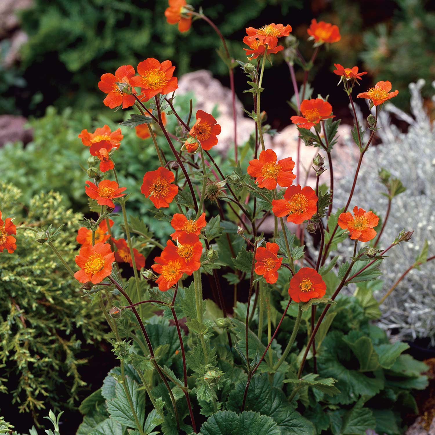 Kategorie <b>Stauden </b> - Nelkenwurz 'Surfers Sunset' Lieferform: Im 9 cm Topf - Geum