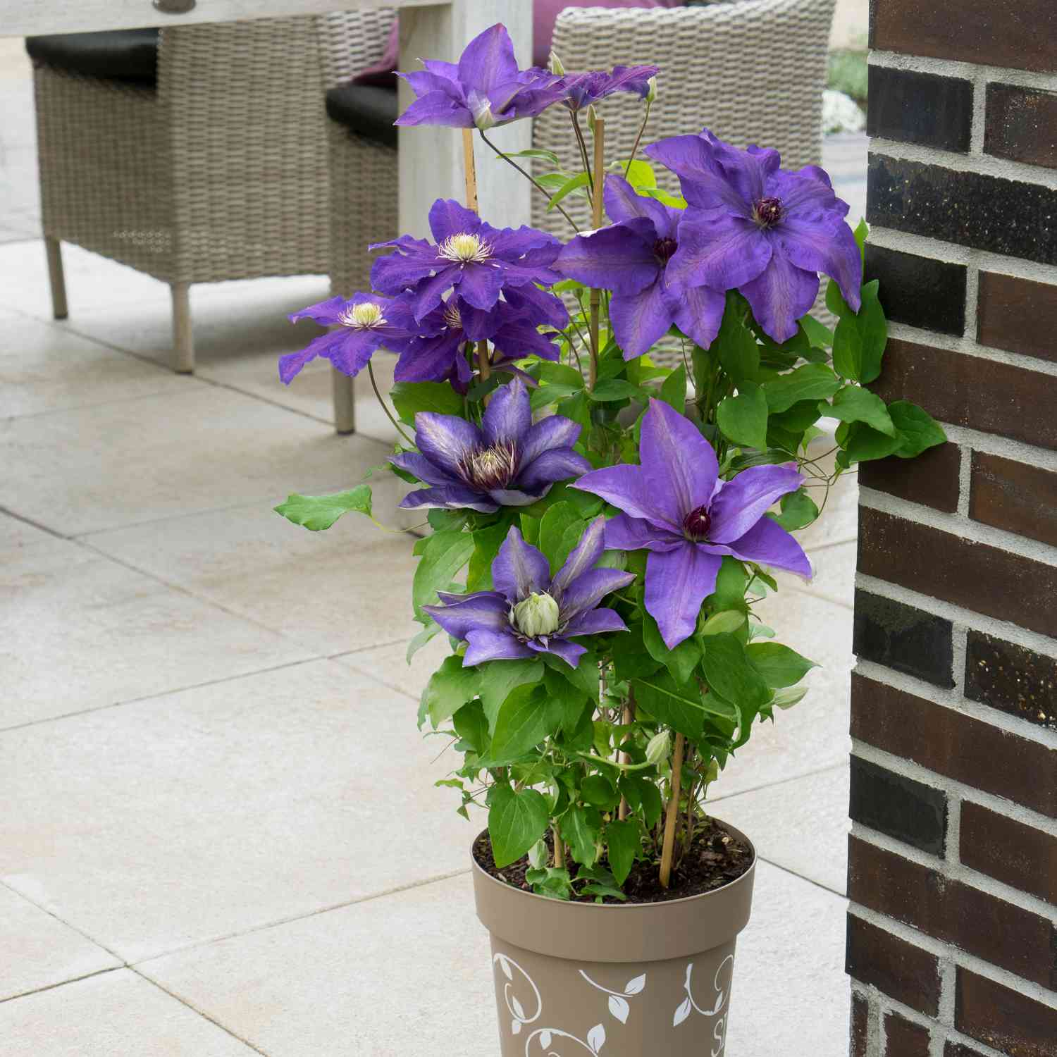 Clematis 'Three Sisters'®