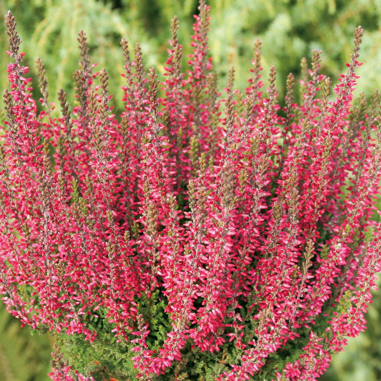 Knospenheide 'Aphrodite' (Garden Girls®) Lieferform: Im Topf