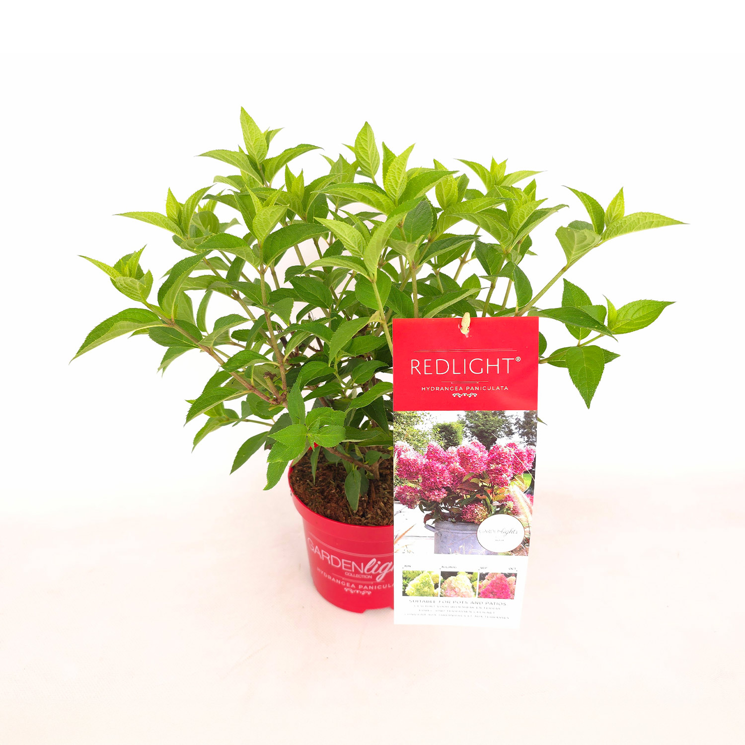 Rispenhortensie Gardenlights® 'Redlight'