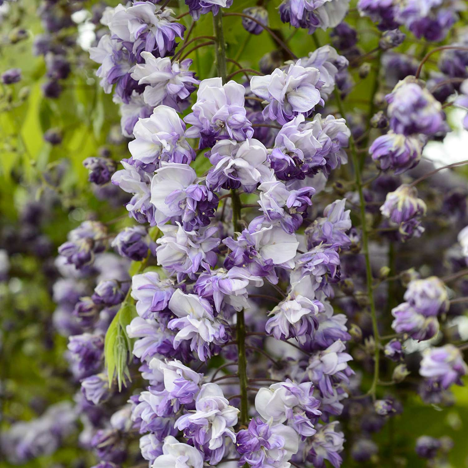Blauregen 'Grande Diva® Cecilia' Liefergröße: 80 - 100 cm