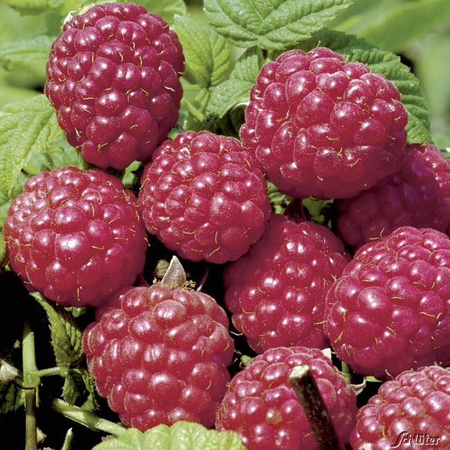 Sommerhimbeere 'Meeker' Lieferform: Im Topf