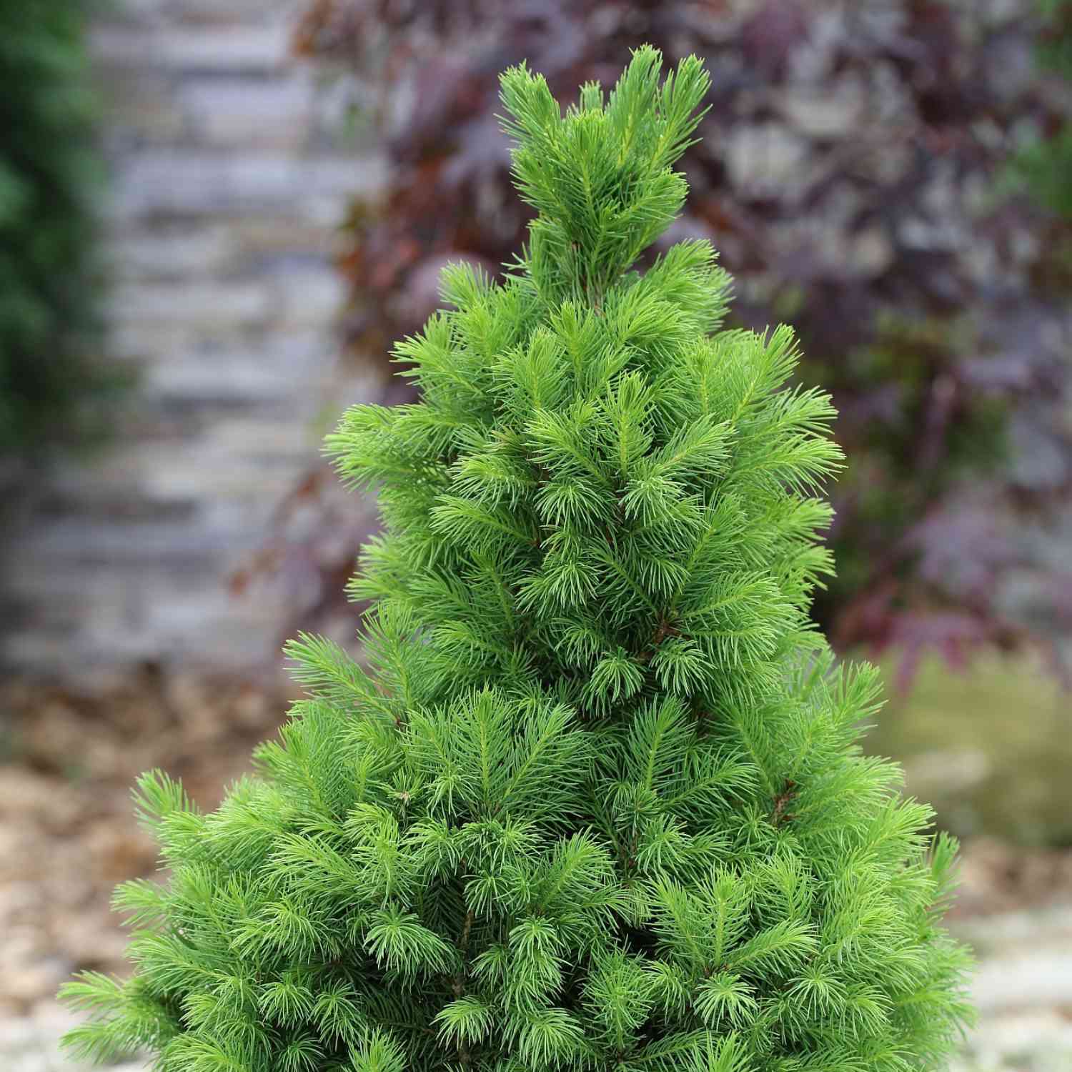 Zuckerhutfichte Zuckerhutfichte