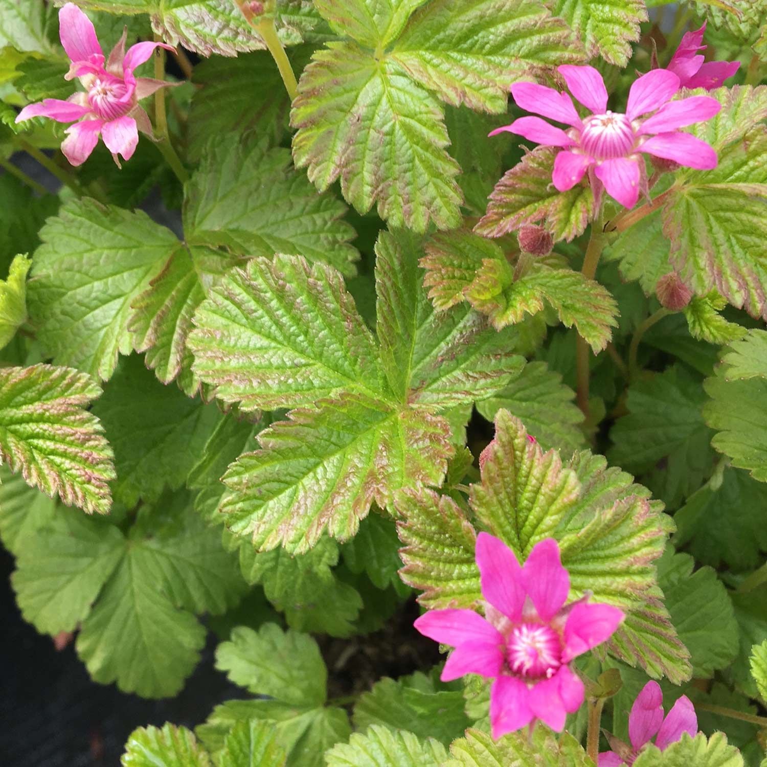 Allackerbeere 'Beata' Allackerbeere 'Beata'