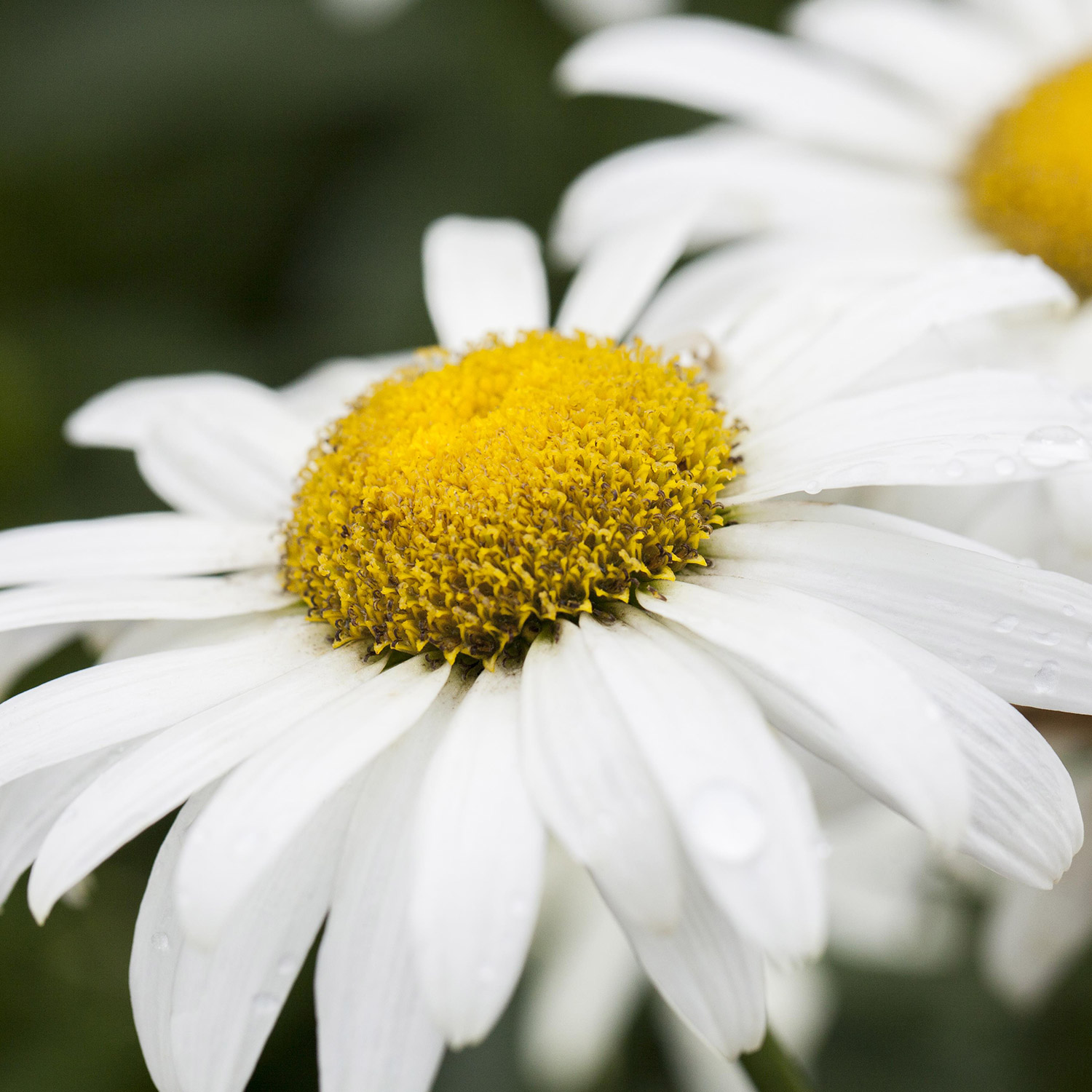 Margerite 'Broadway Lights' Lieferform: Im Topf