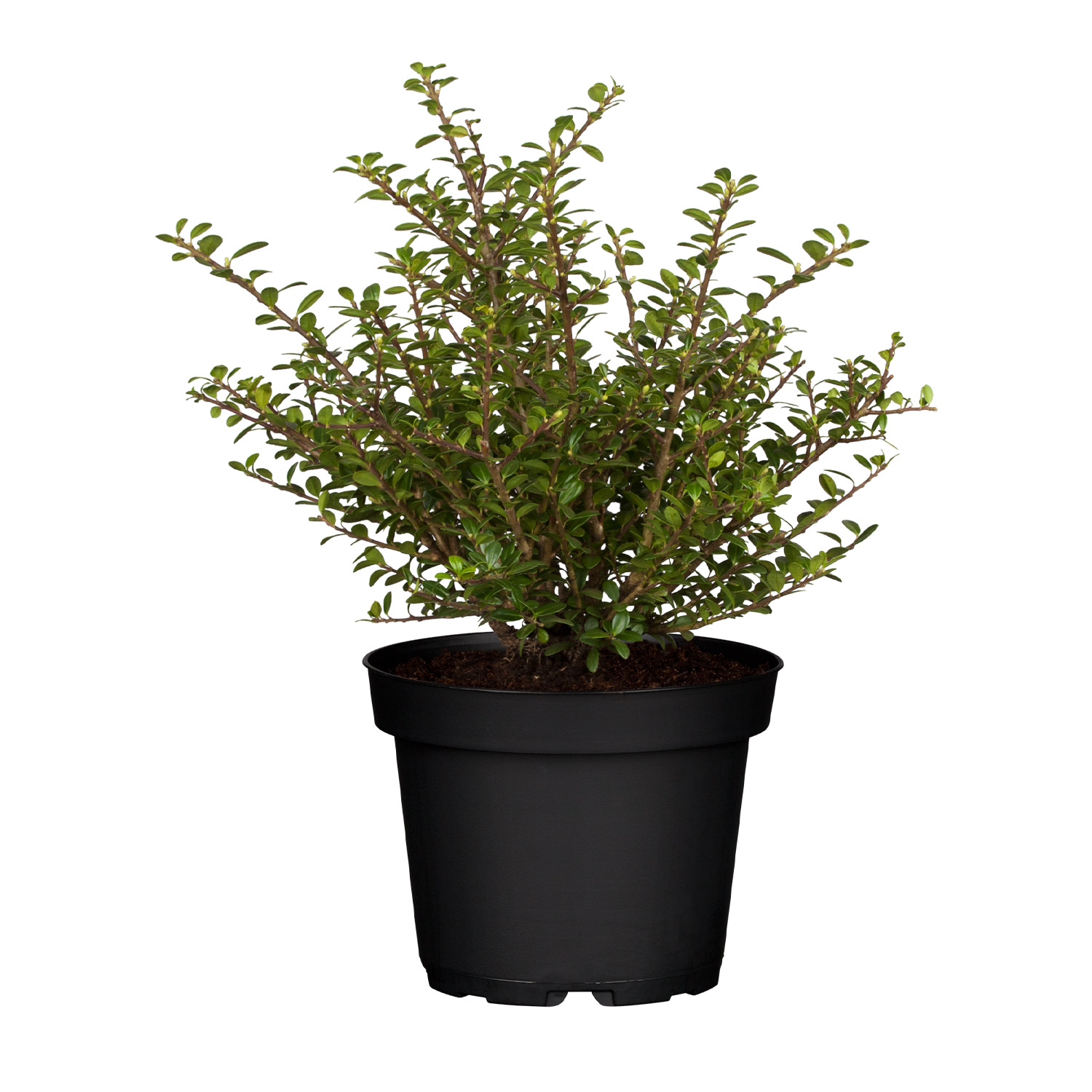 Berg-Ilex 'Glorie Gem'