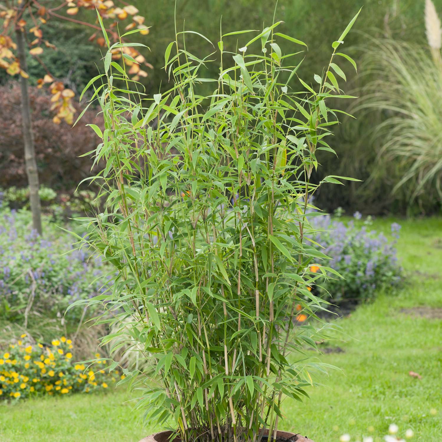 Immergrüner Bambus 'Jumbo®', 5 Liter, 60 - 80 cm Liefergröße: 60 - 80 cm