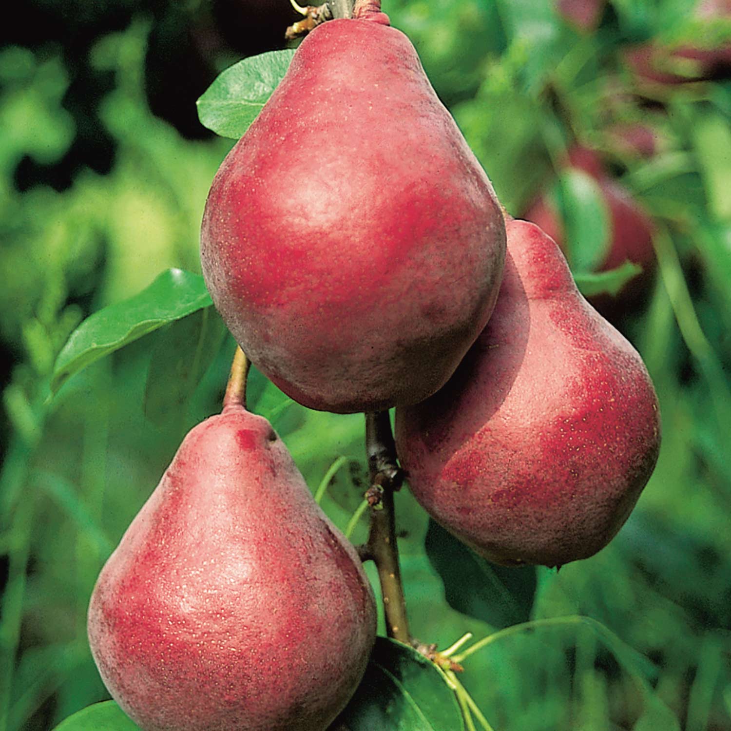 Säulen-Birne 'Sommerblutbirne' Liefergröße: 80 - 100 cm
