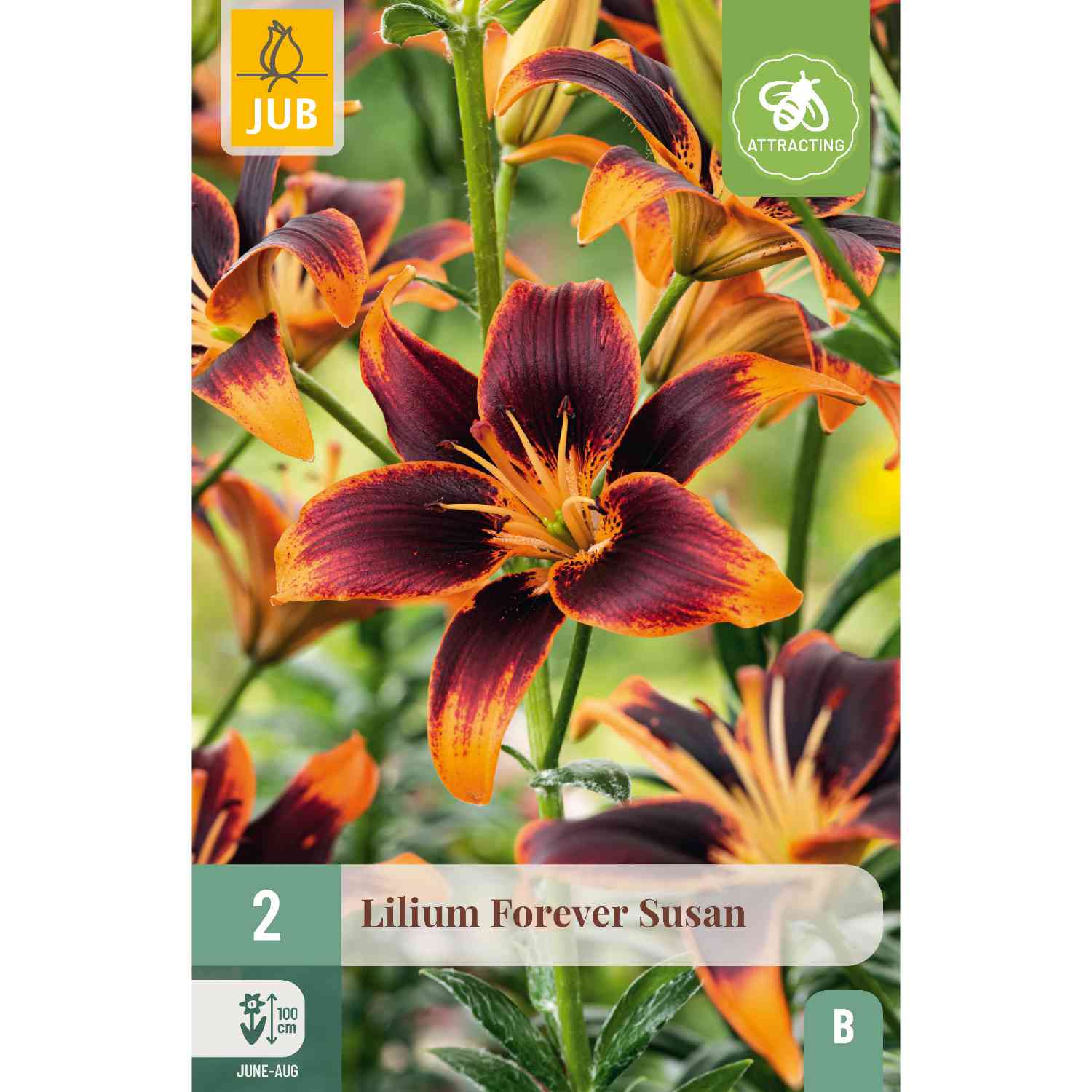 Asiatische Lilie 'Forever Susan', 2 Stück