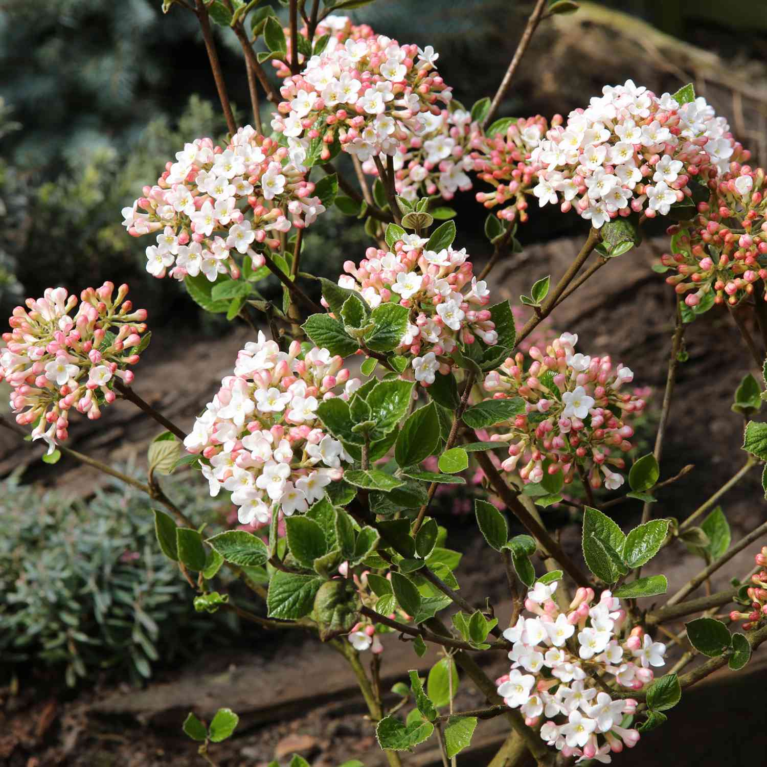 Osterschneeball 'Anne Russell'