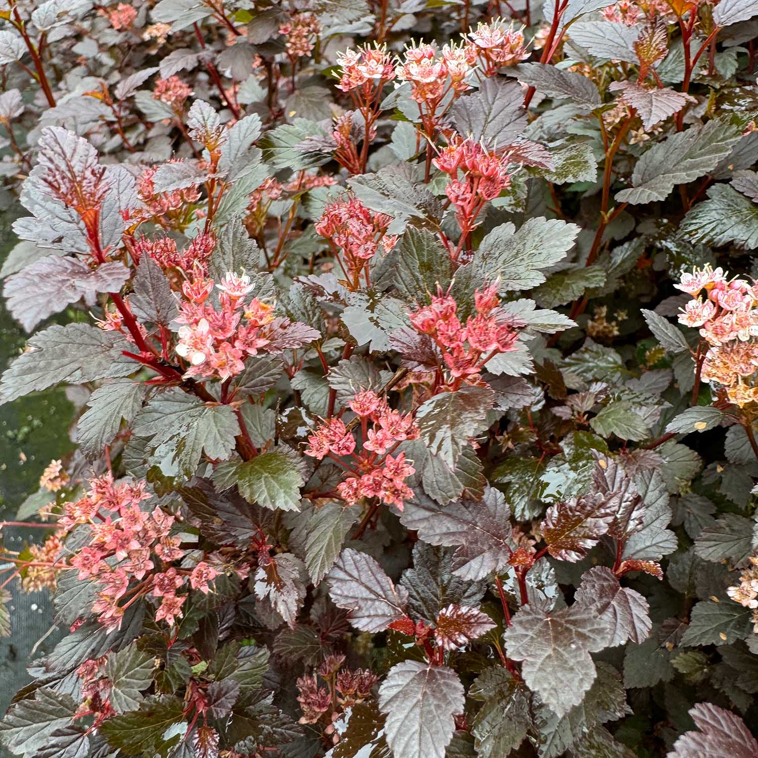 Fasanenspiere 'Little Joker®'