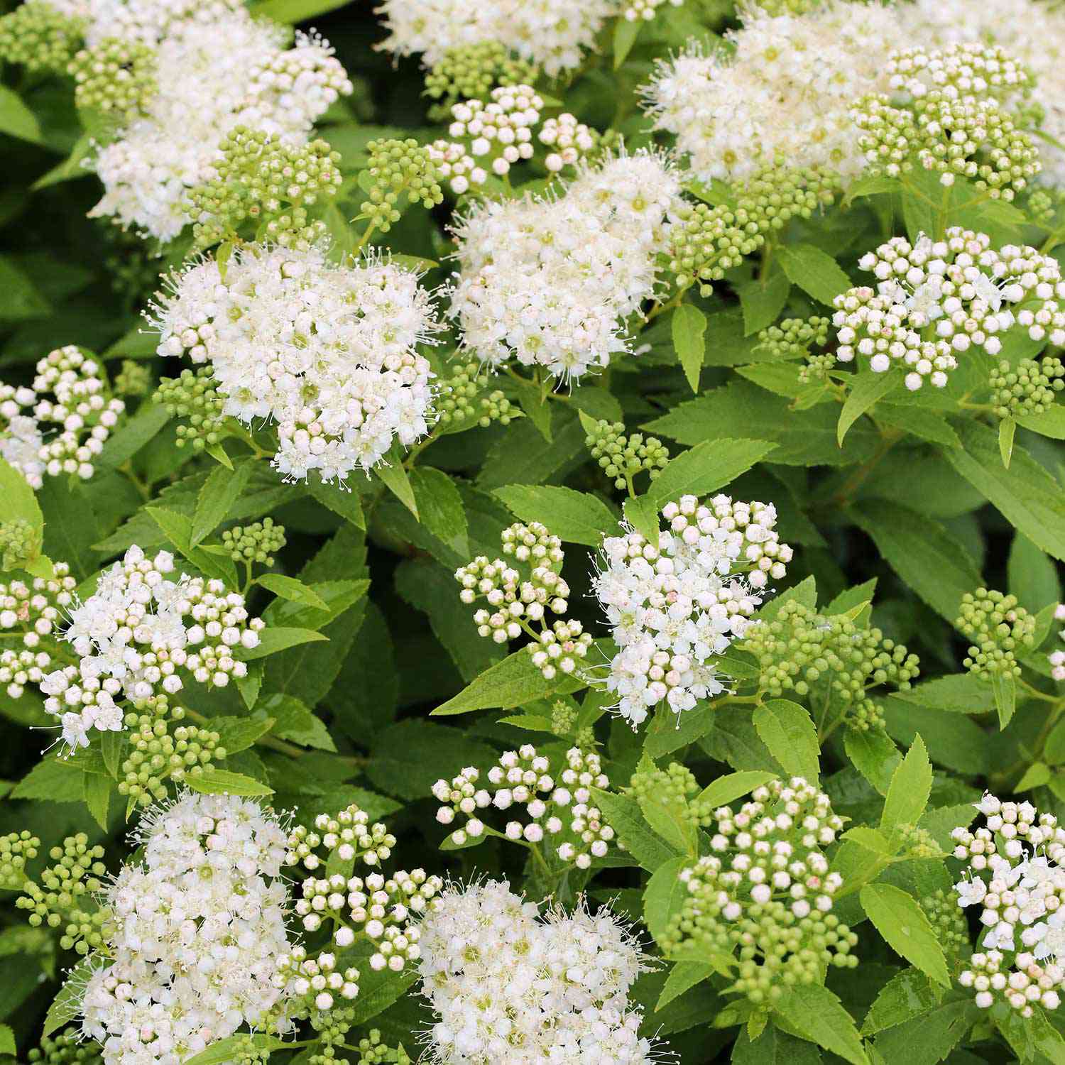 Weiße Zwergspiere 'Albiflora'
