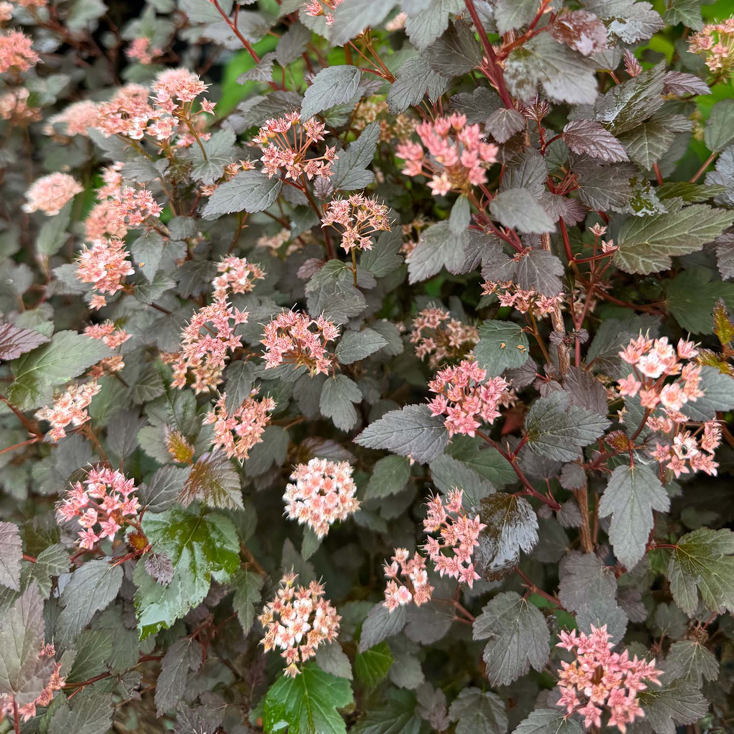 Fasanenspiere 'Little Joker®'