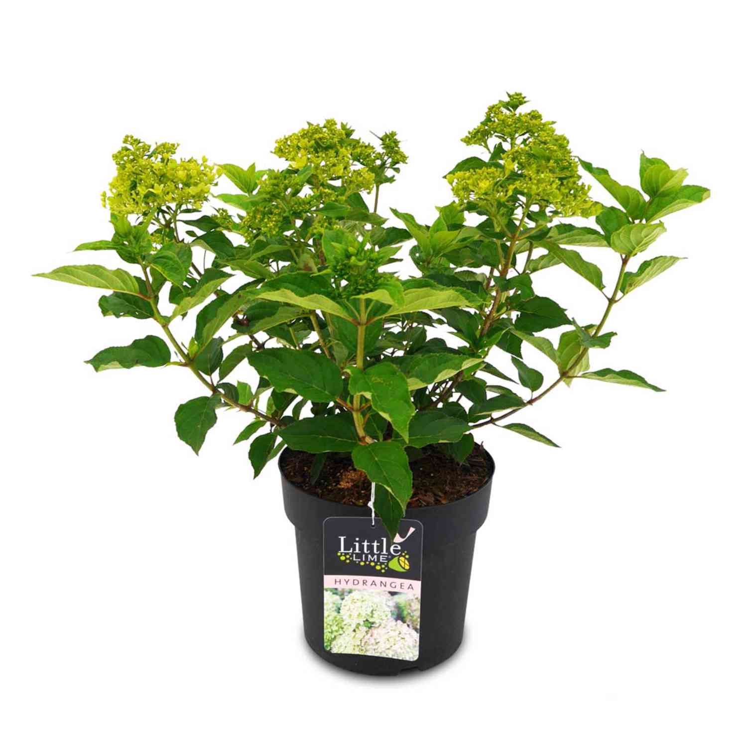 Zwerg-Rispenhortensie 'Little Lime'®