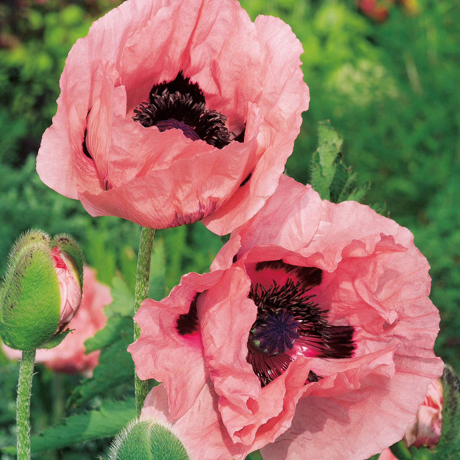 Kategorie <b>Stauden </b> - Türkischer-Mohn 'Princess Victoria Louise' Lieferform: Im 9 cm Topf - Papaver orientale 'Princess Victoria Louise'