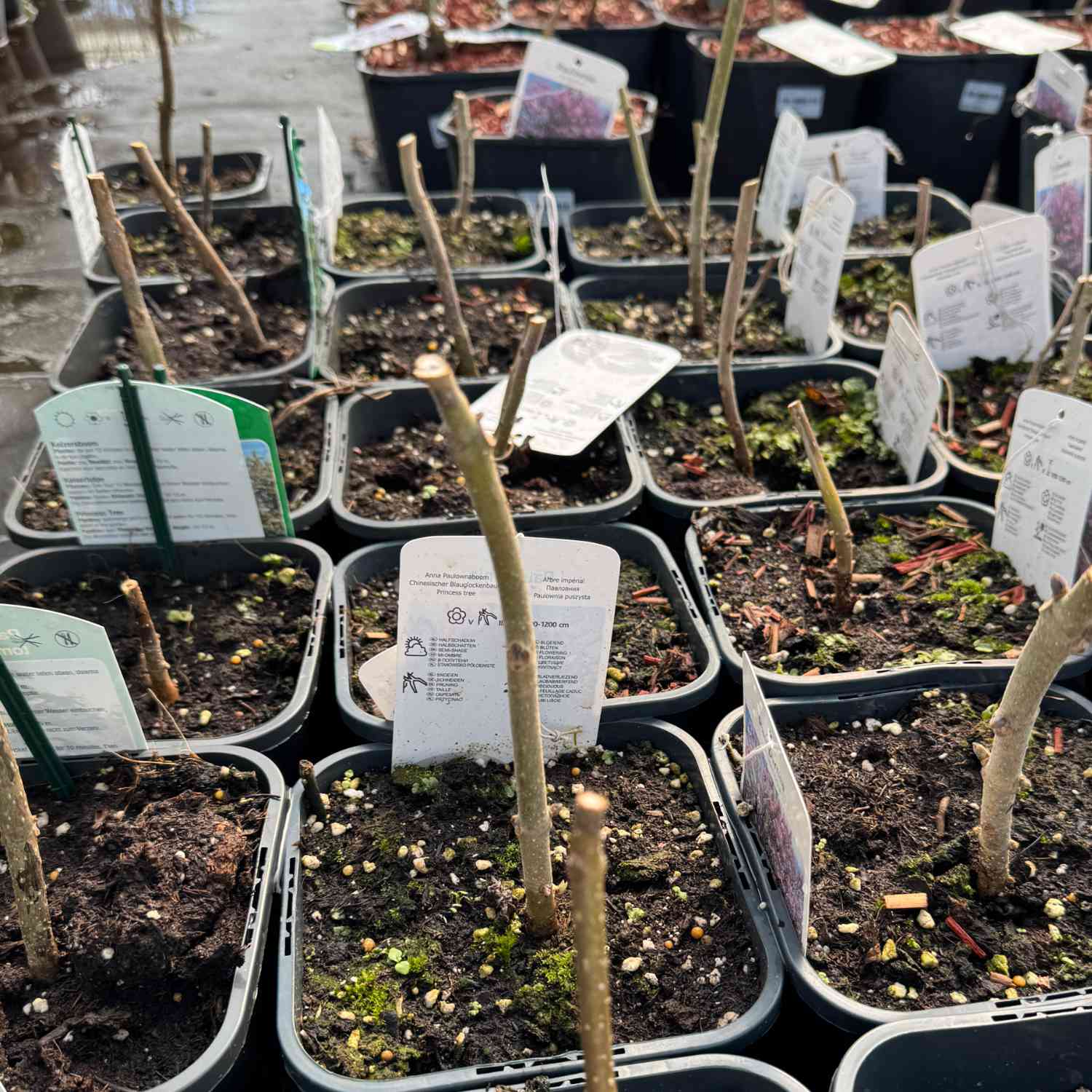 Klimawandelbaum - Blauglockenbaum Klimawandelbaum - Blauglockenbaum