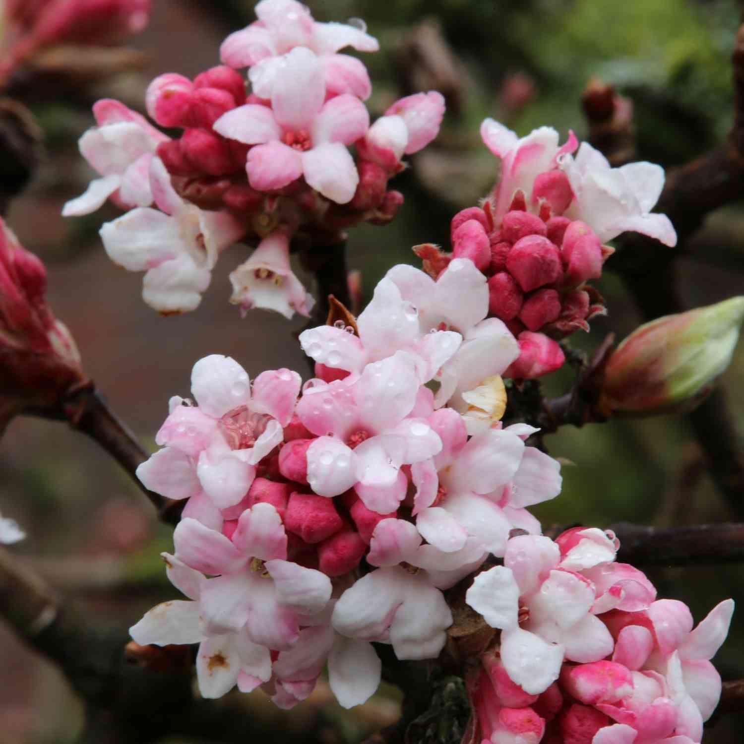 Winterschneeball 'Dawn' Winterschneeball 'Dawn'