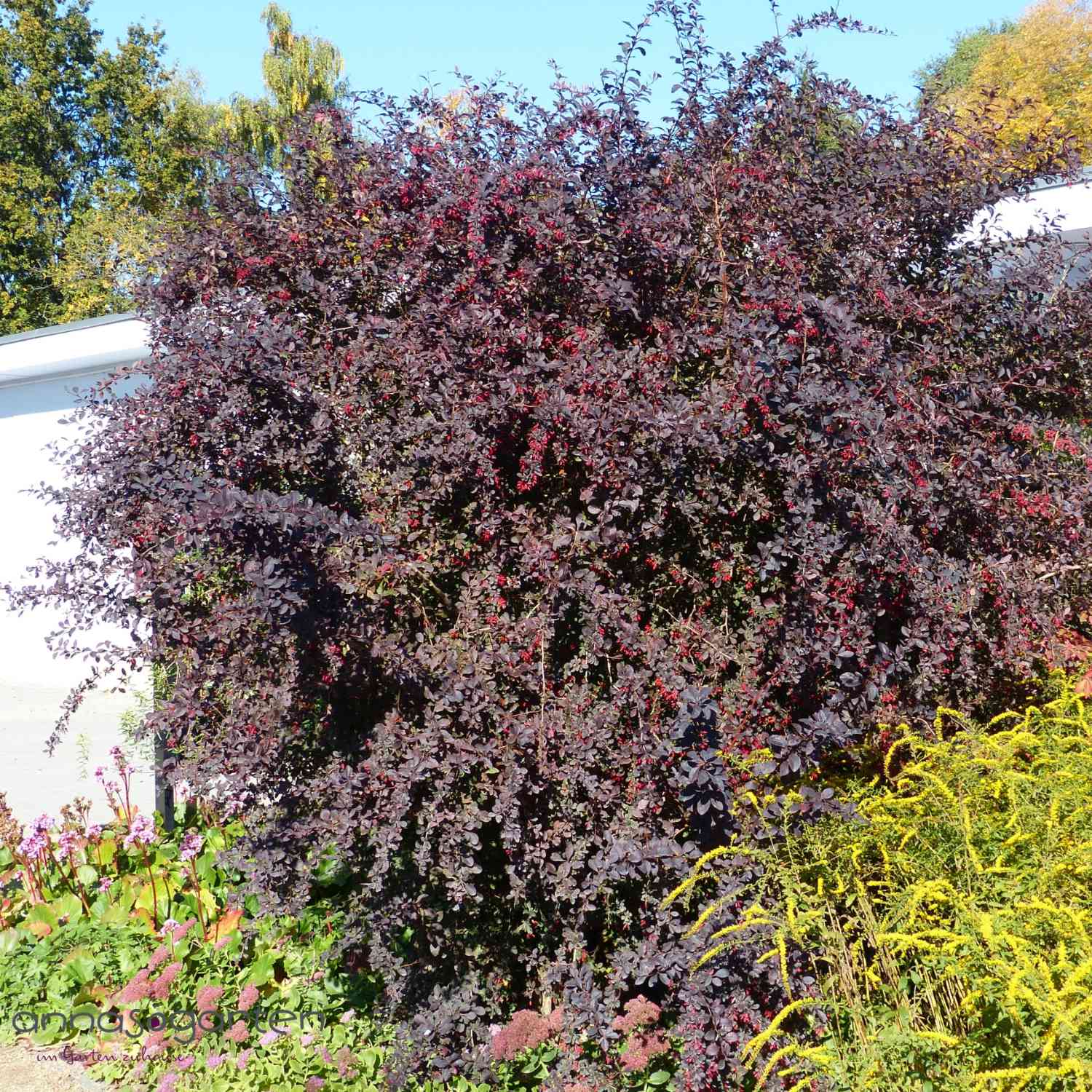 Blutberberitze 'Atropurpurea'