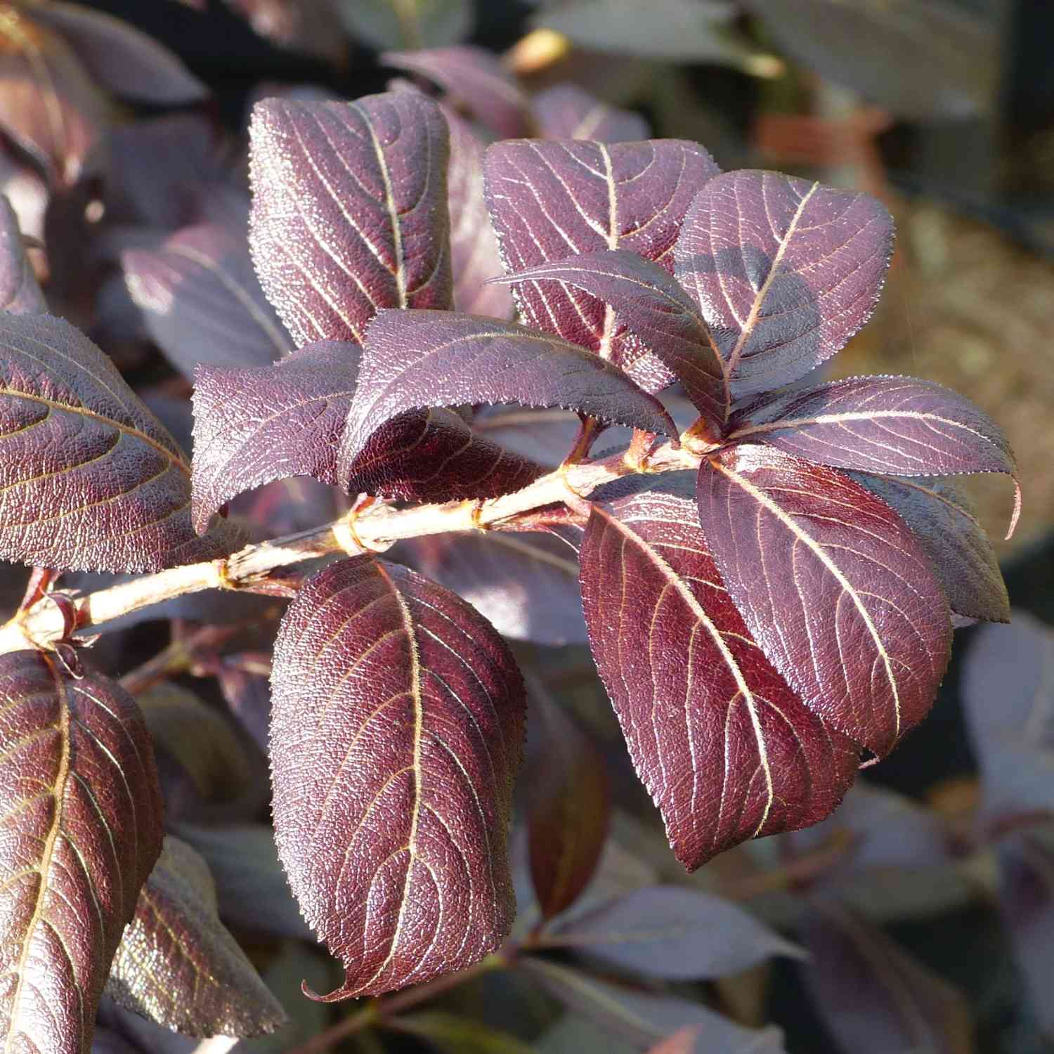 Zwerg-Weigelie 'Minor Black®'