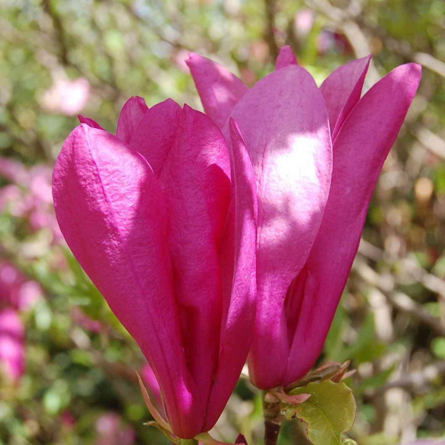Purpurmagnolie 'Susan'