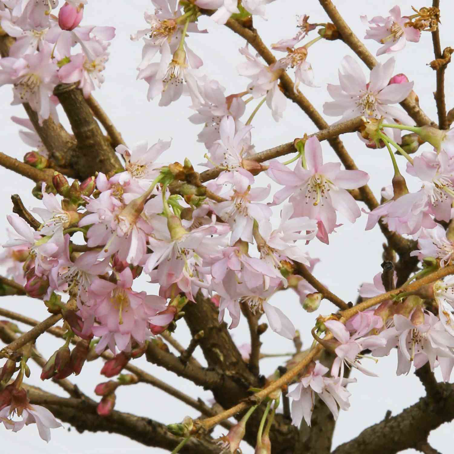 Winterkirsche 'Autumnalis'