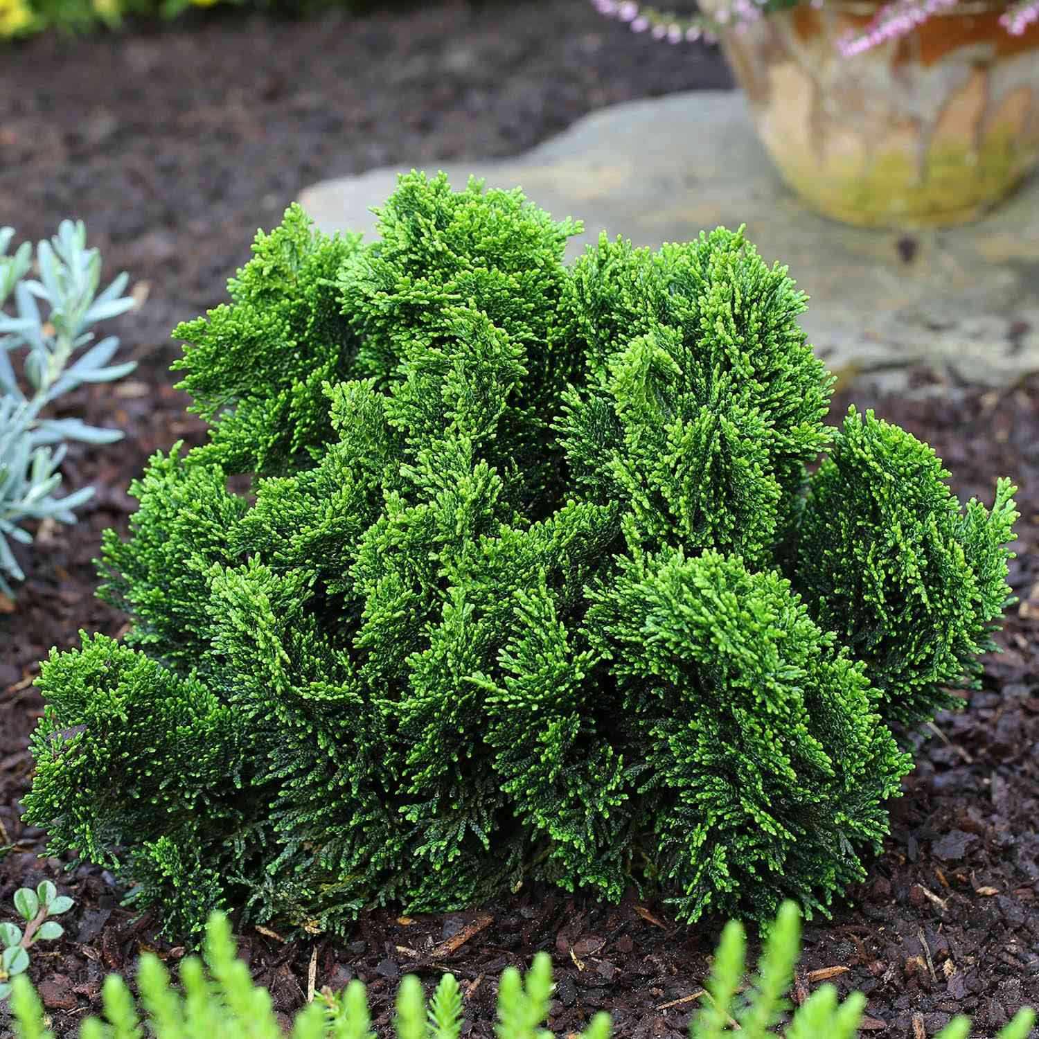 Muschelzypresse 'Nana Gracilis' Muschelzypresse 'Nana Gracilis'