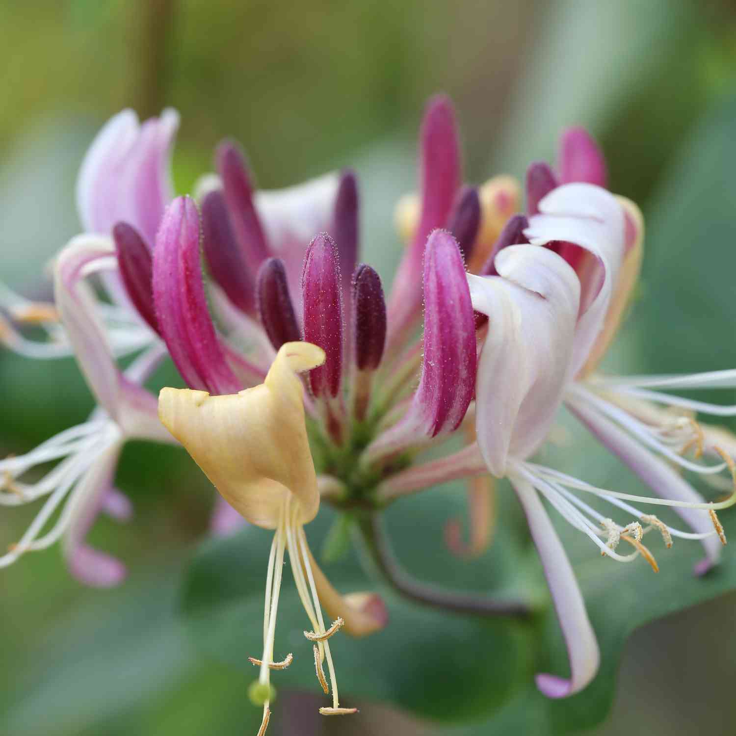 Duftgeißblatt 'Serotina' / Jelängerjelieber Liefergröße: 40 - 60 cm