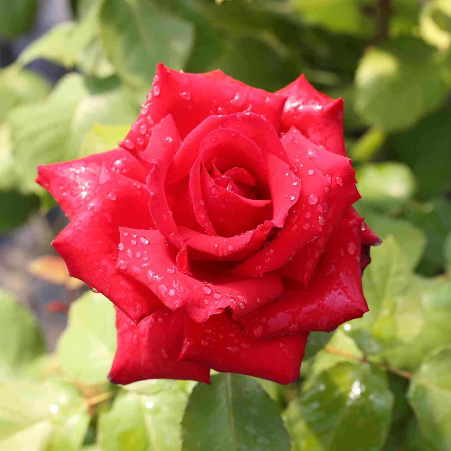 Edelrose 'Grande Amore®' - ADR-Rose Edelrose 'Grande Amore®' - ADR-Rose